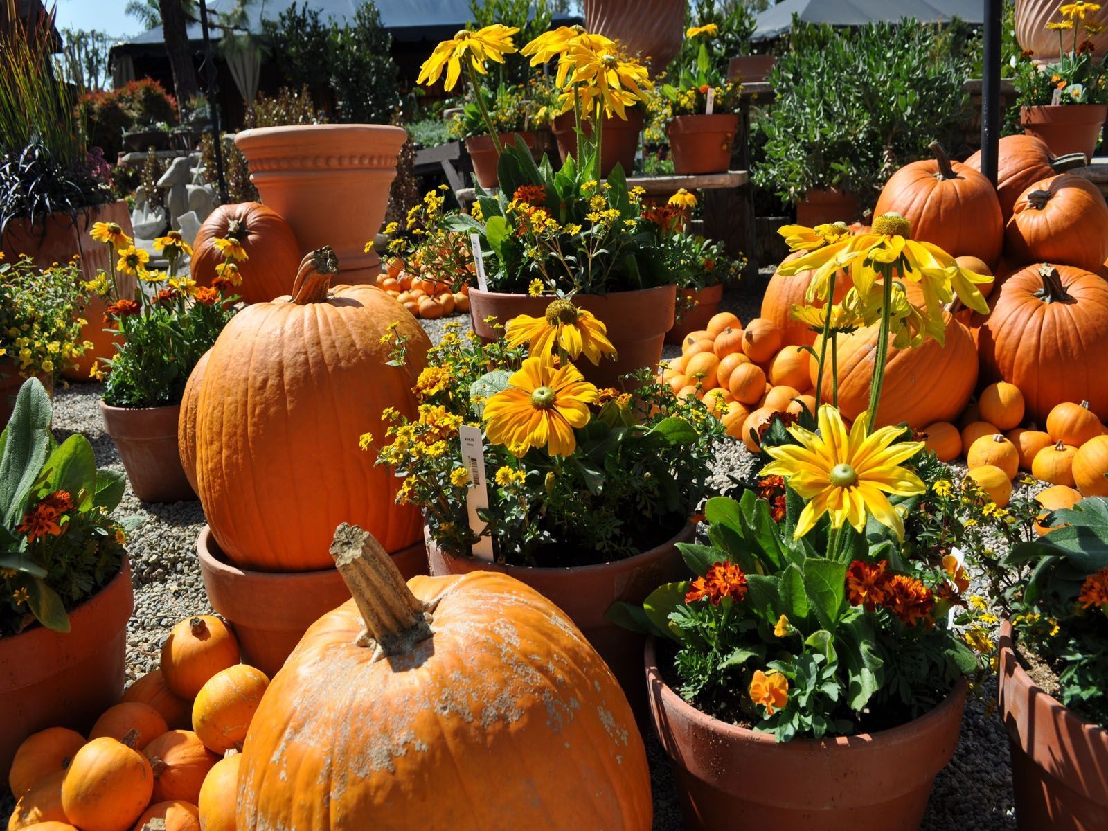 Pumpkins And Flowers Images Wallpapers