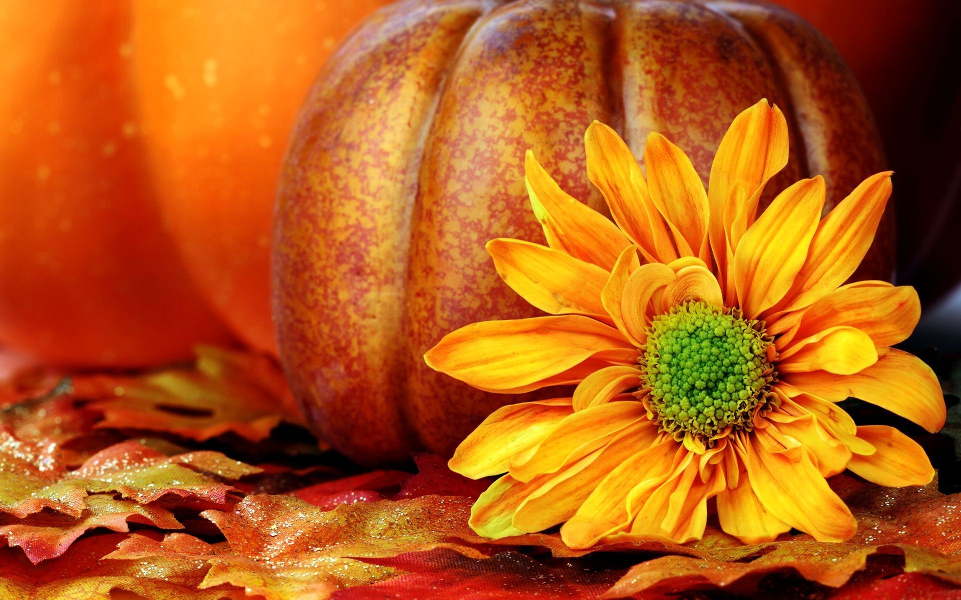 Pumpkins And Flowers Images Wallpapers
