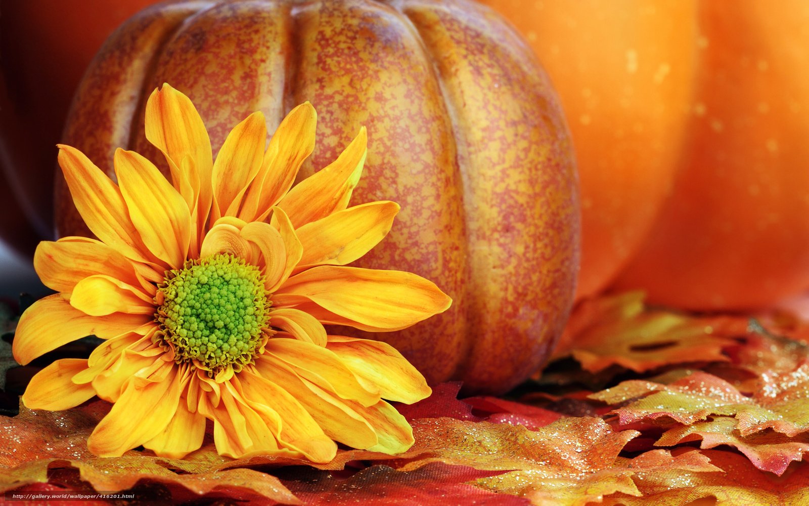 Pumpkins And Flowers Images Wallpapers