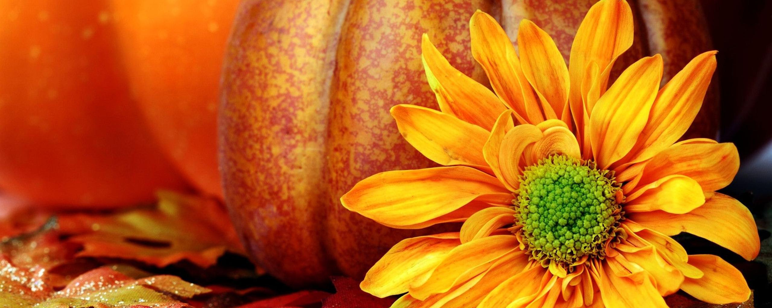 Pumpkins And Flowers Images Wallpapers