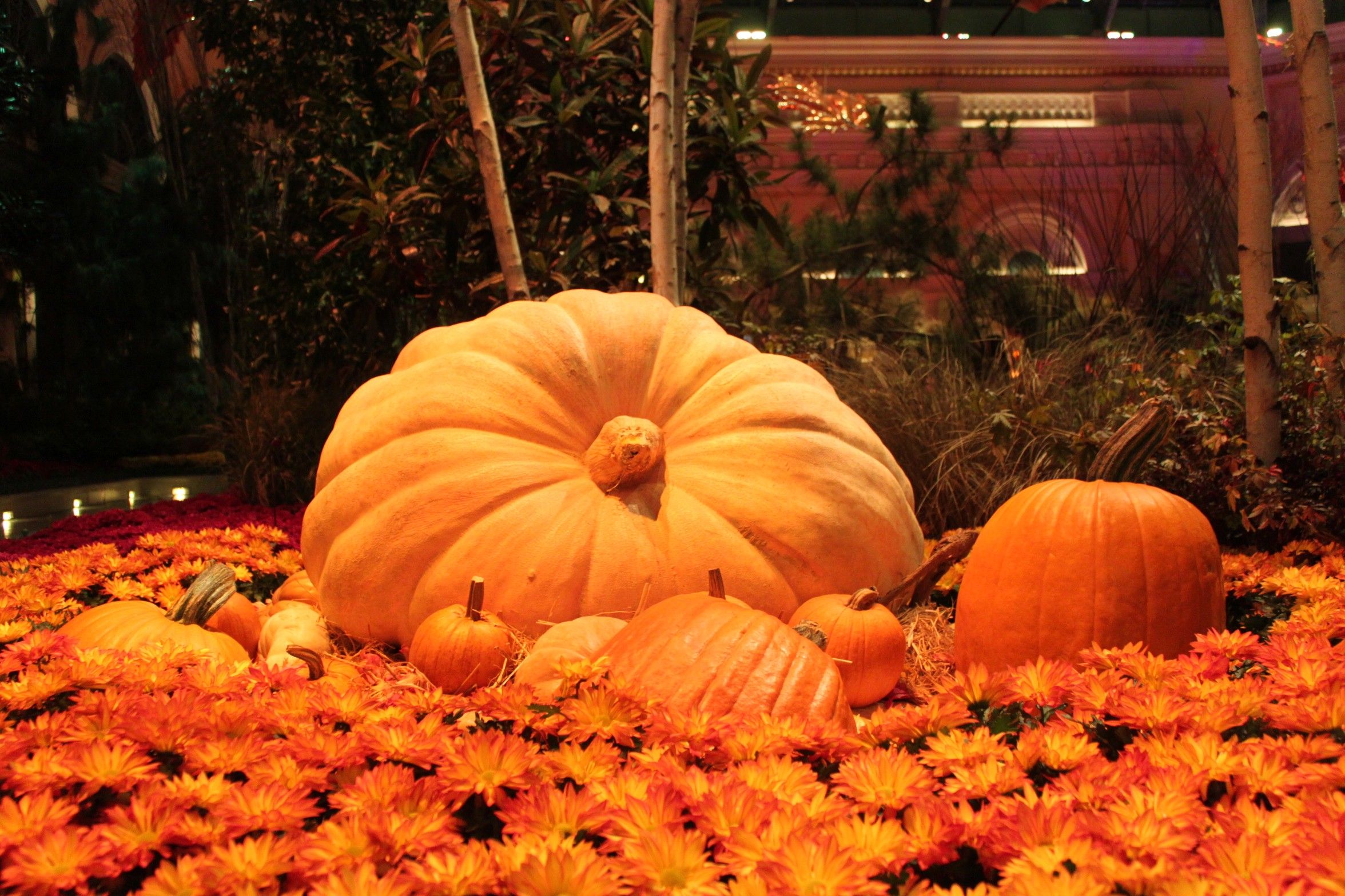 Pumpkins And Flowers Wallpapers