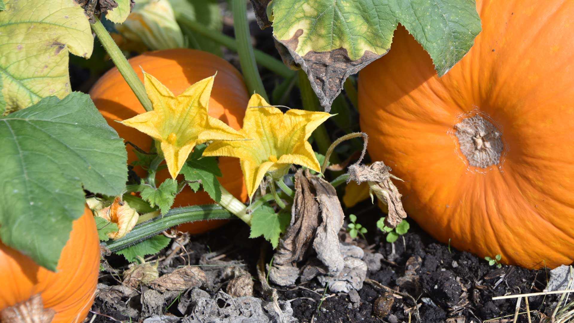 Pumpkins And Flowers Wallpapers