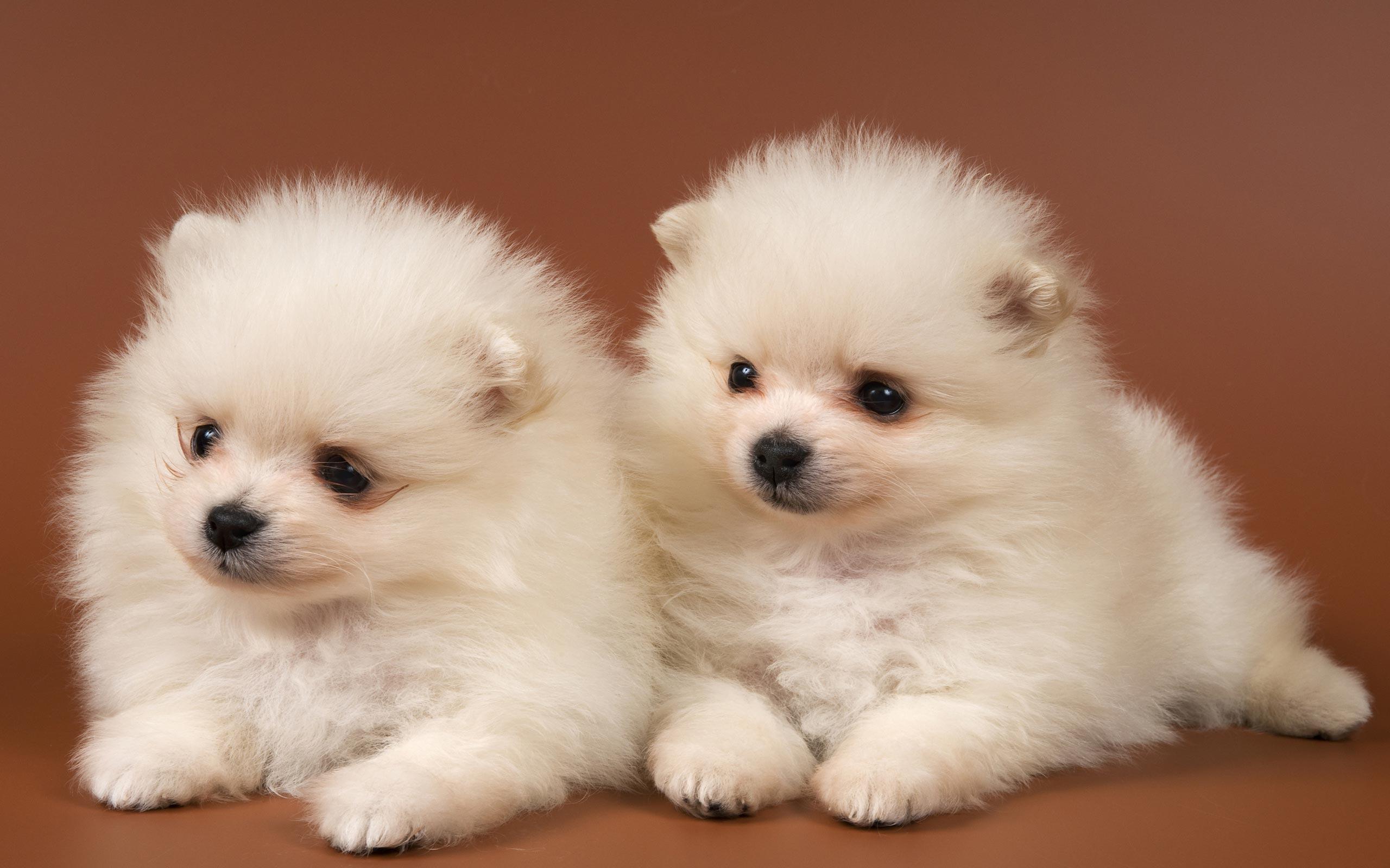 Puppies Hd Wallpapers