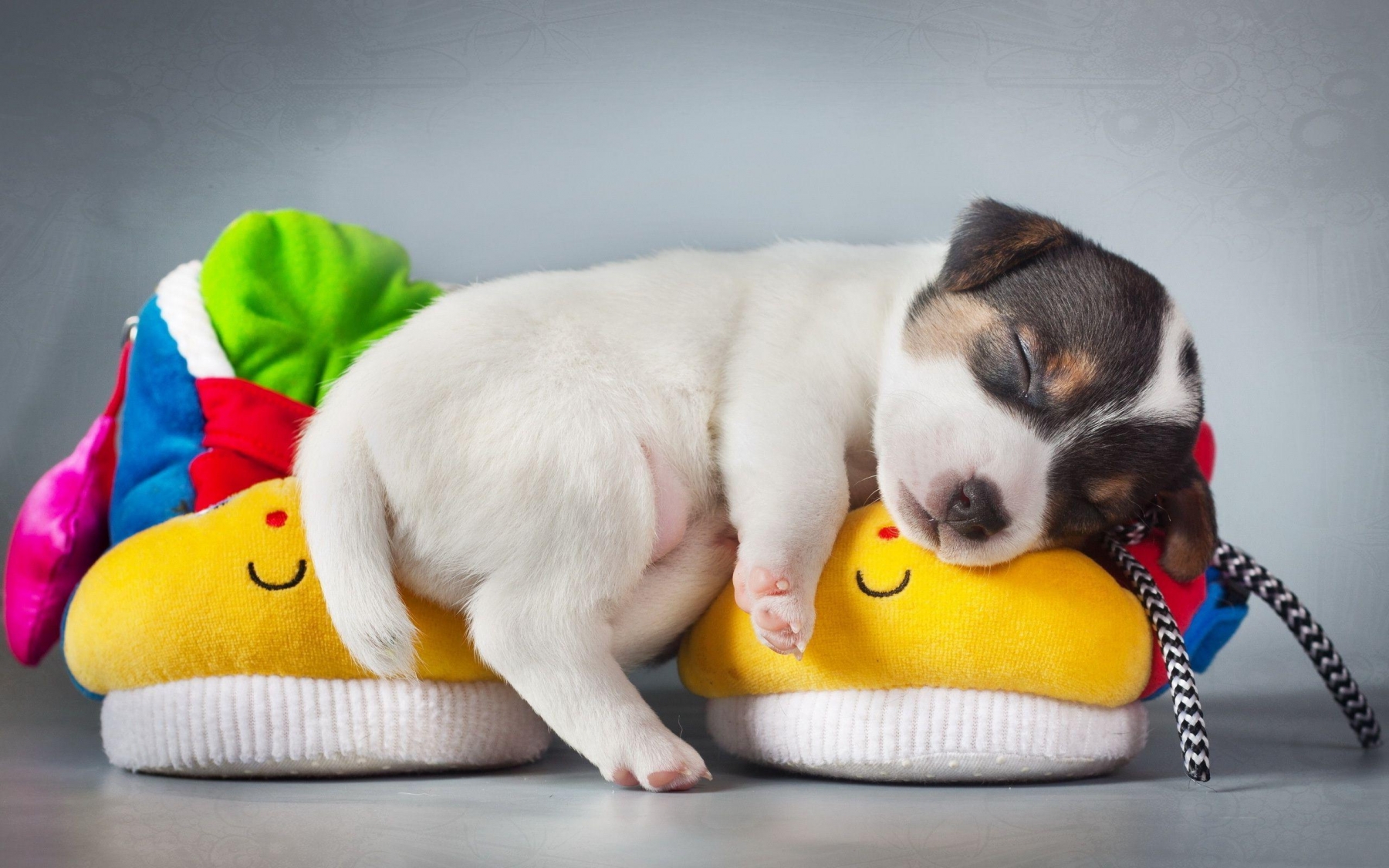 Puppies Hd Wallpapers