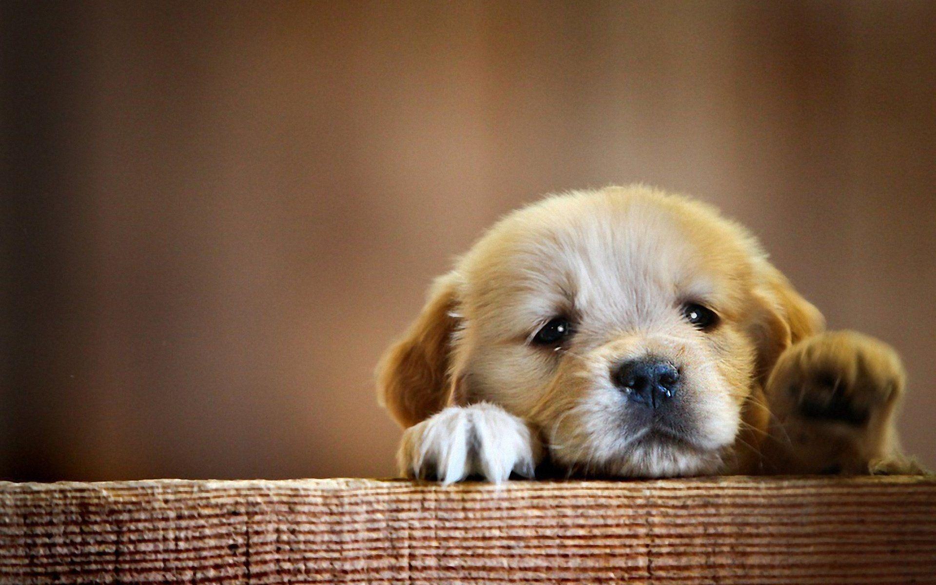 Puppies Hd Wallpapers