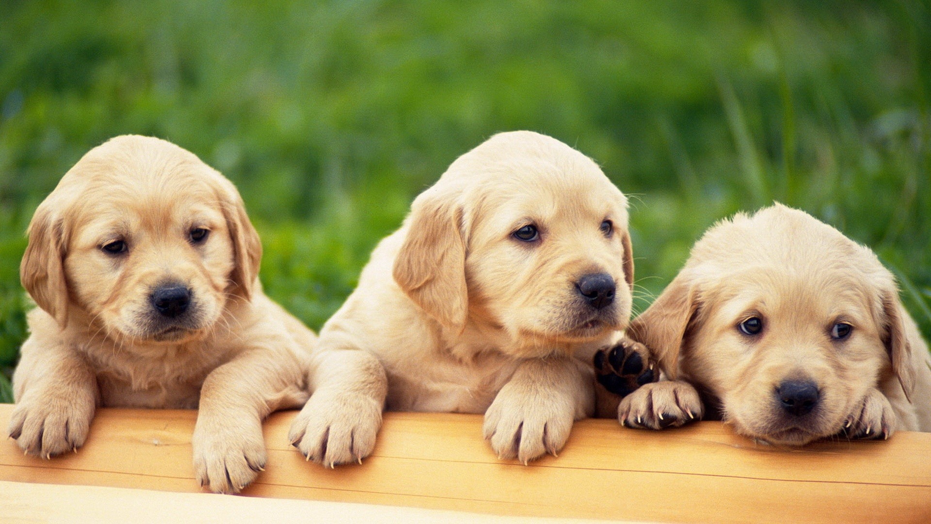 Puppies Hd Wallpapers