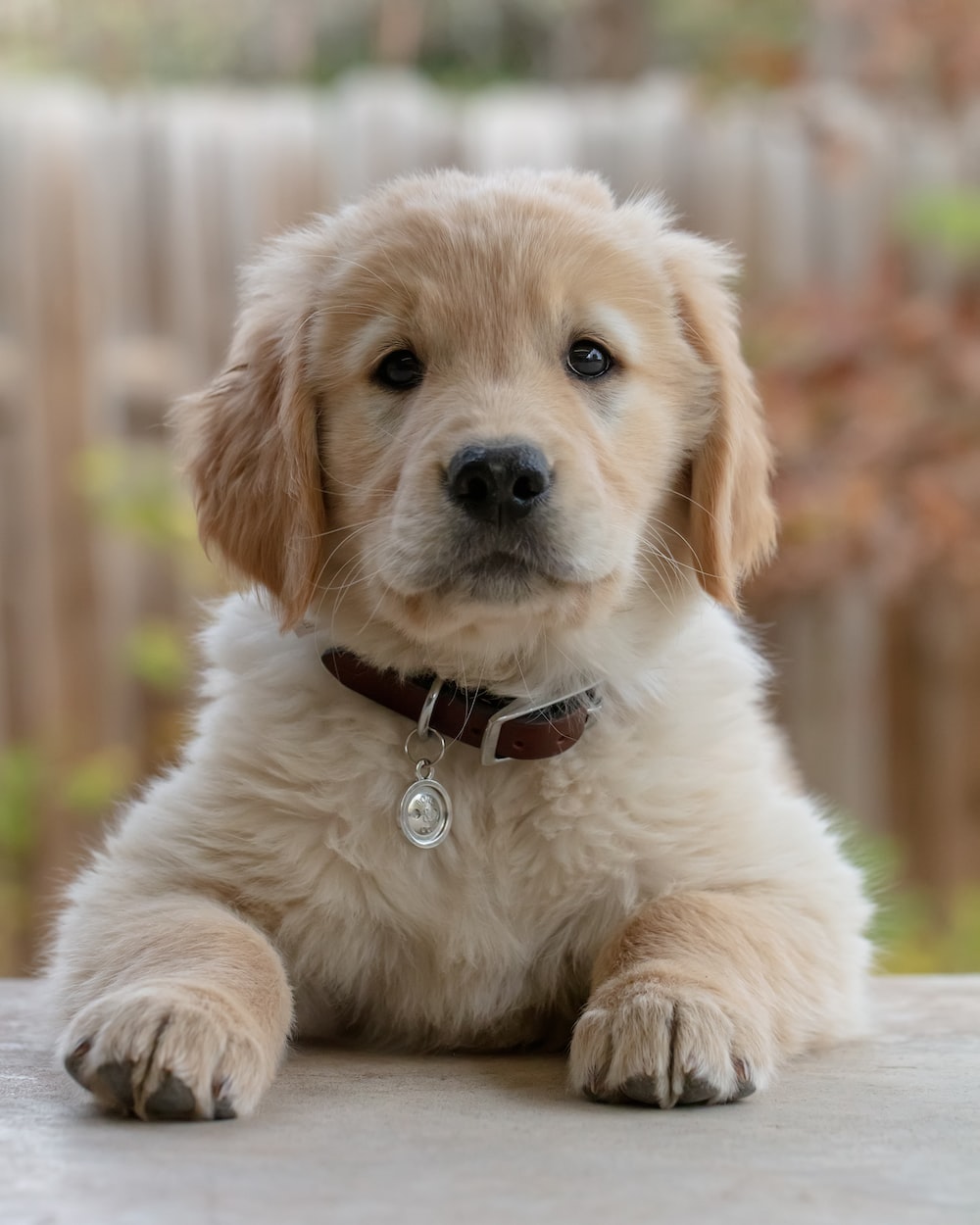 Puppies Hd Wallpapers