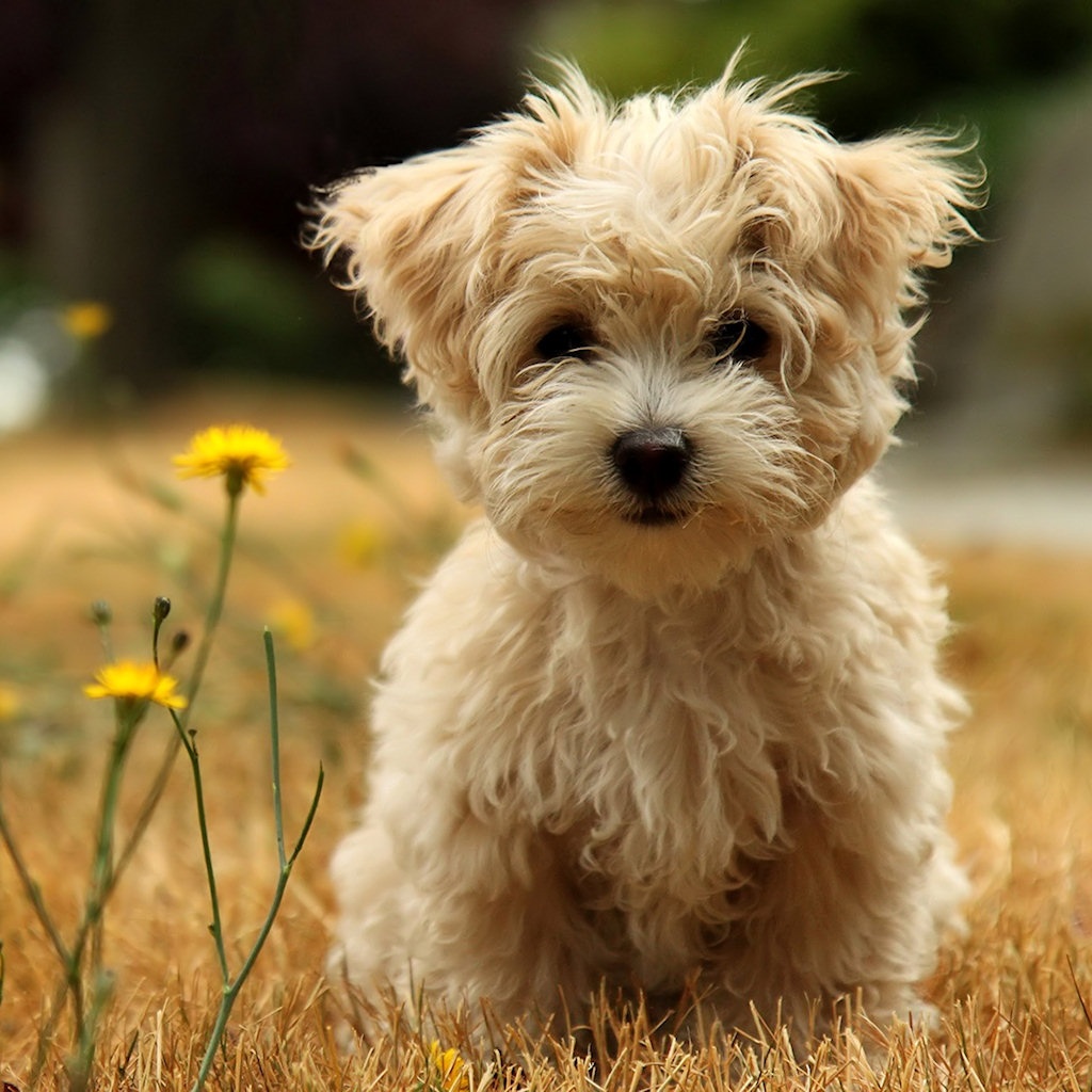 Puppies Hd Wallpapers