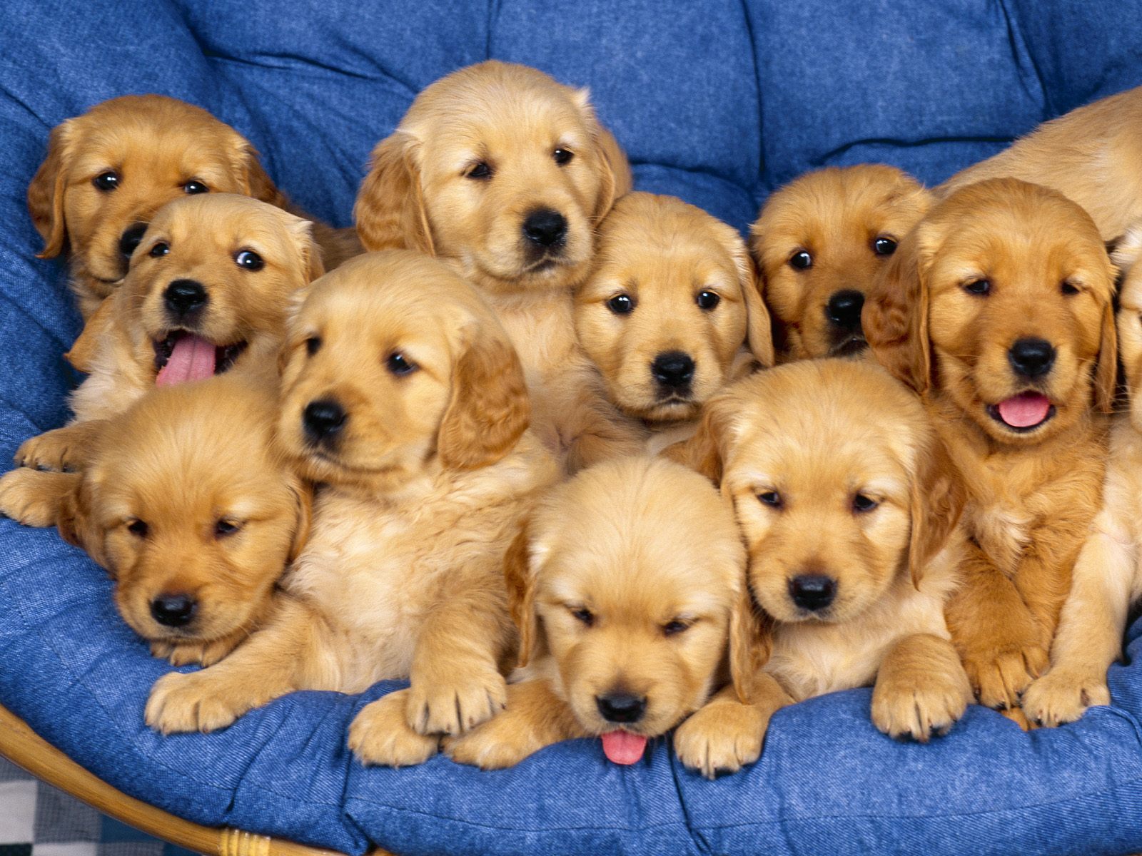 Puppies Hd Wallpapers