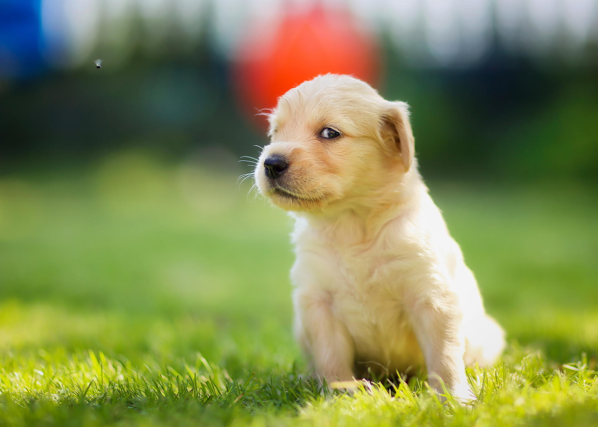 Puppies Hd Wallpapers