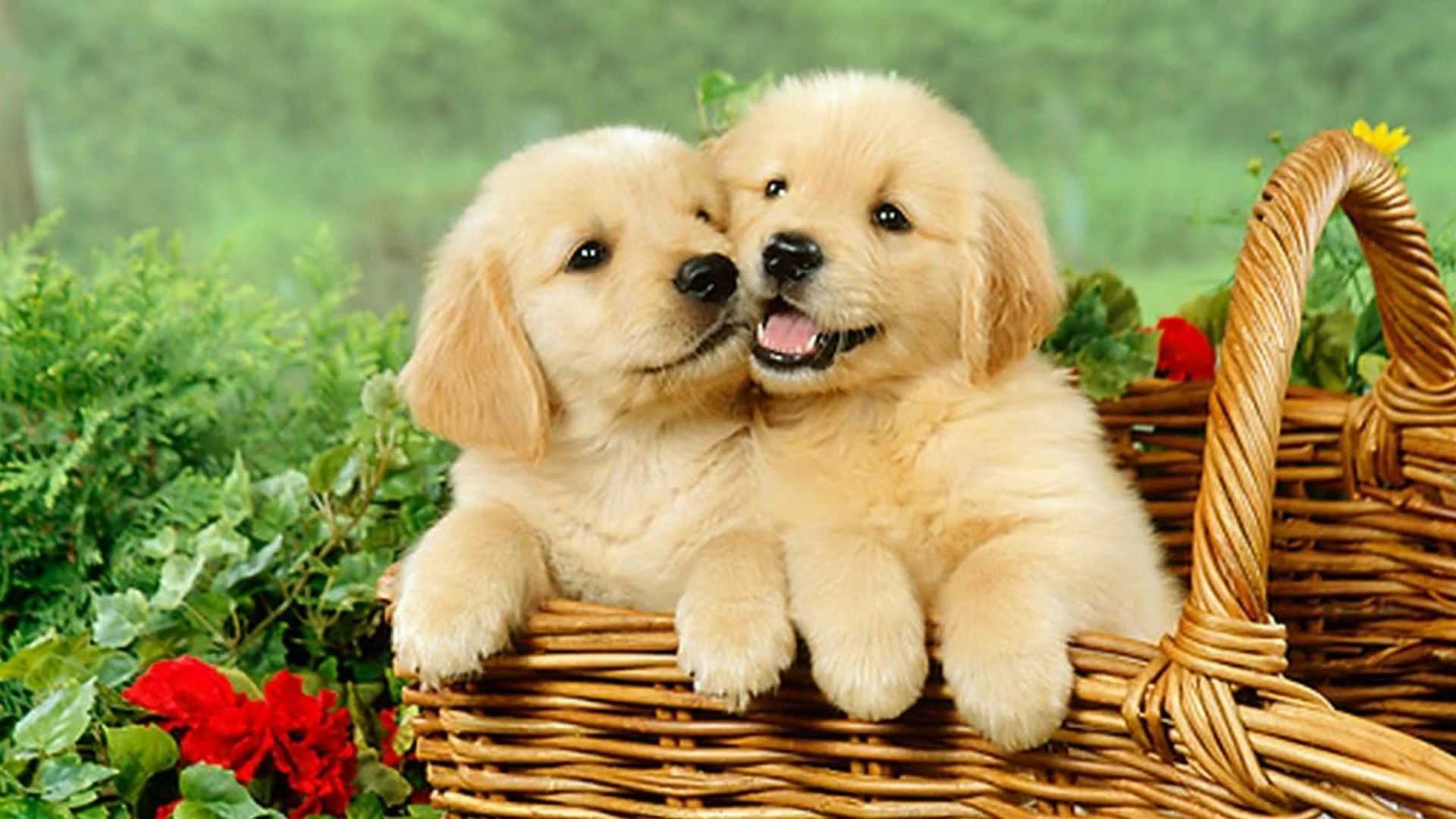 Puppies Hd Wallpapers