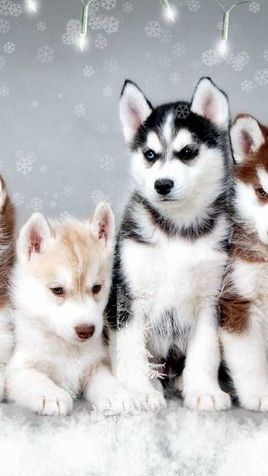 Puppies Wallpapers