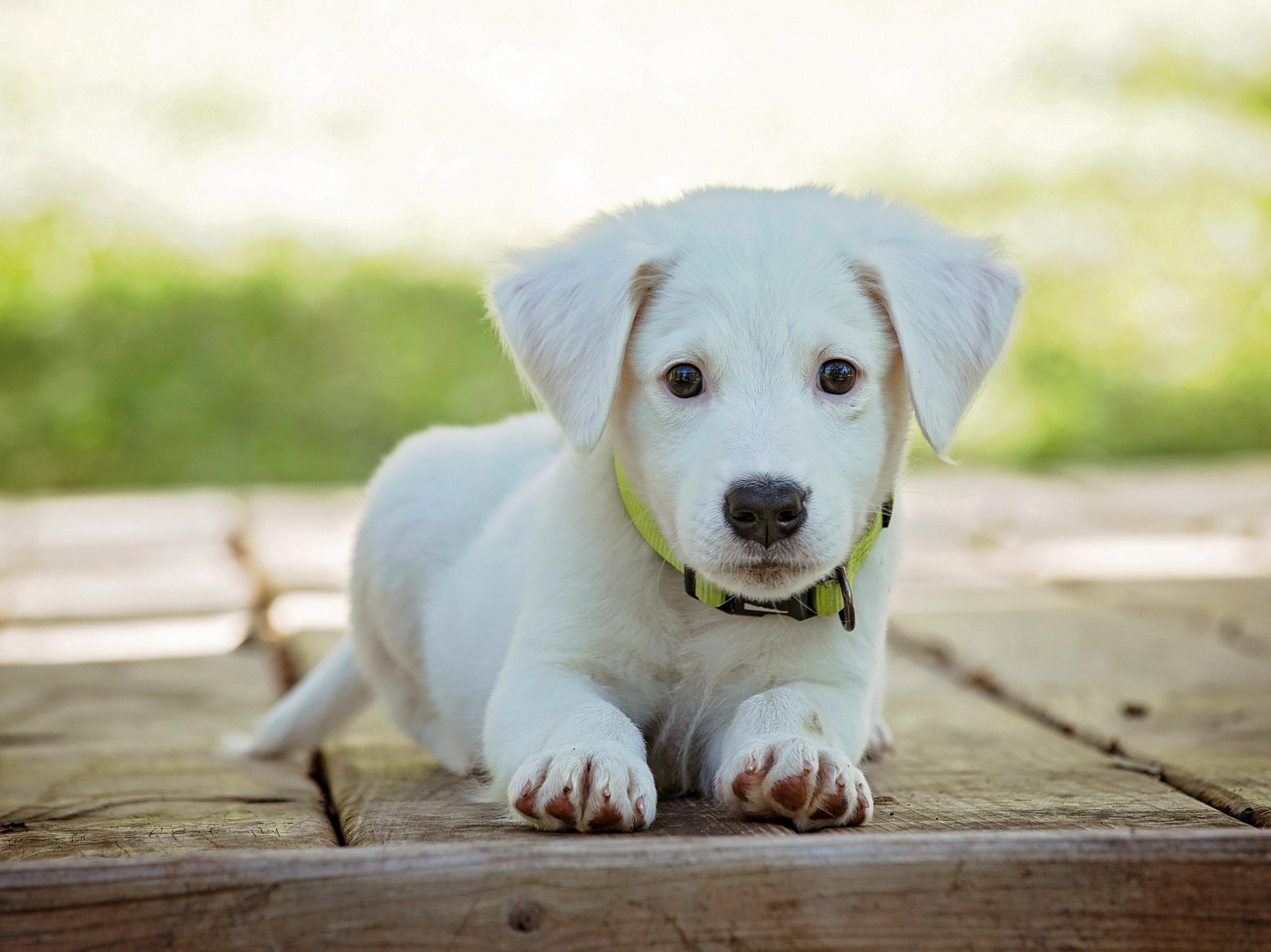 Puppy Backgrounds For Computer