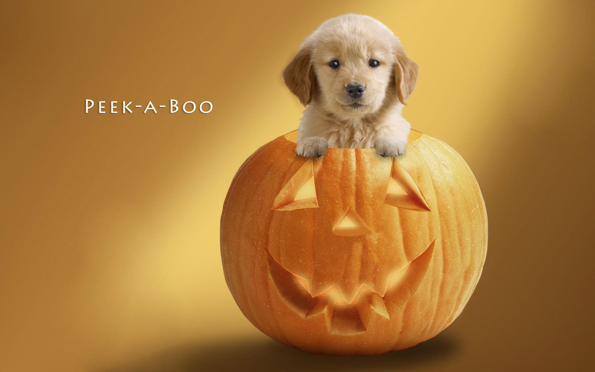 Puppy Halloween Wallpapers