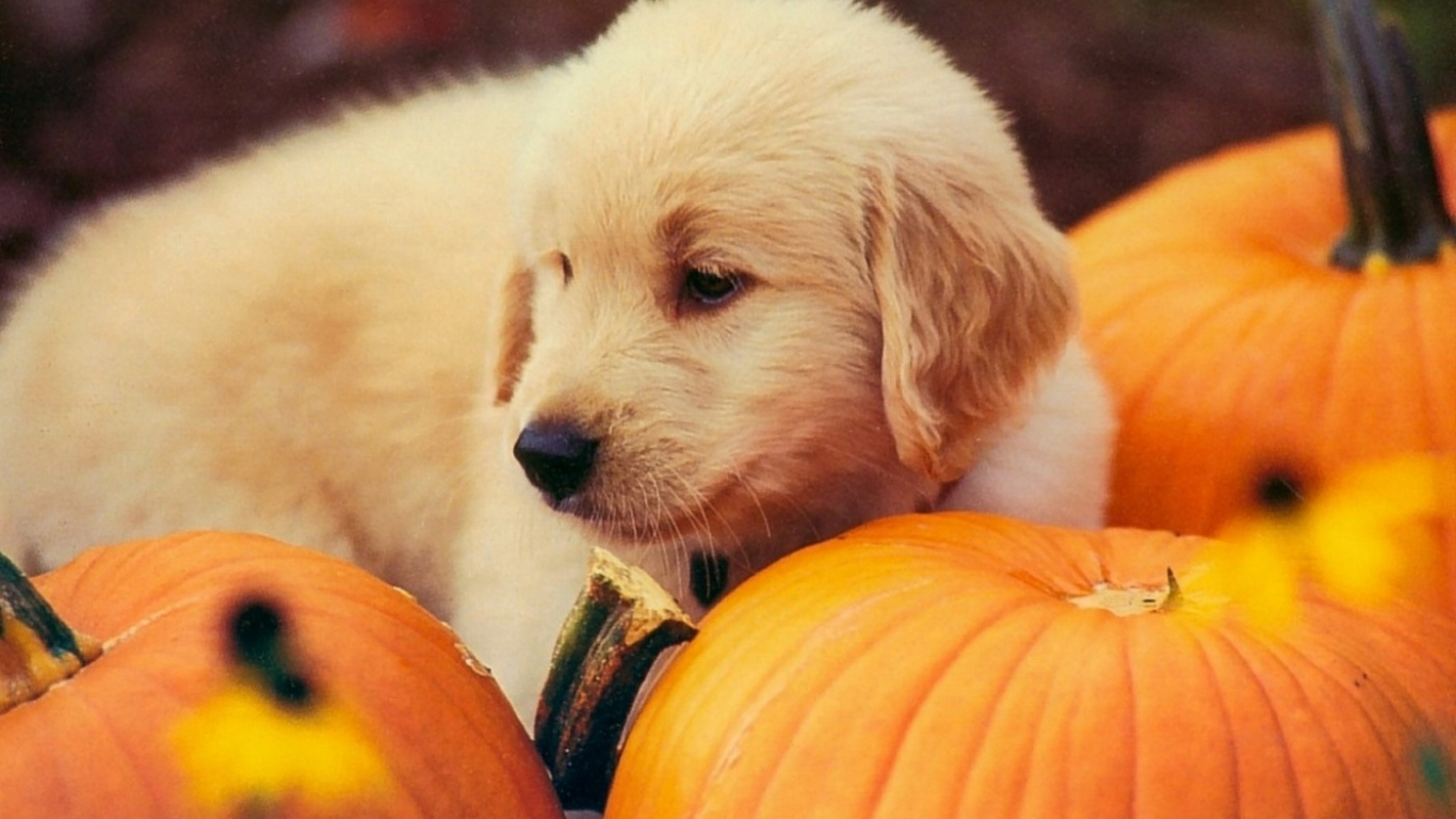 Puppy Halloween Wallpapers