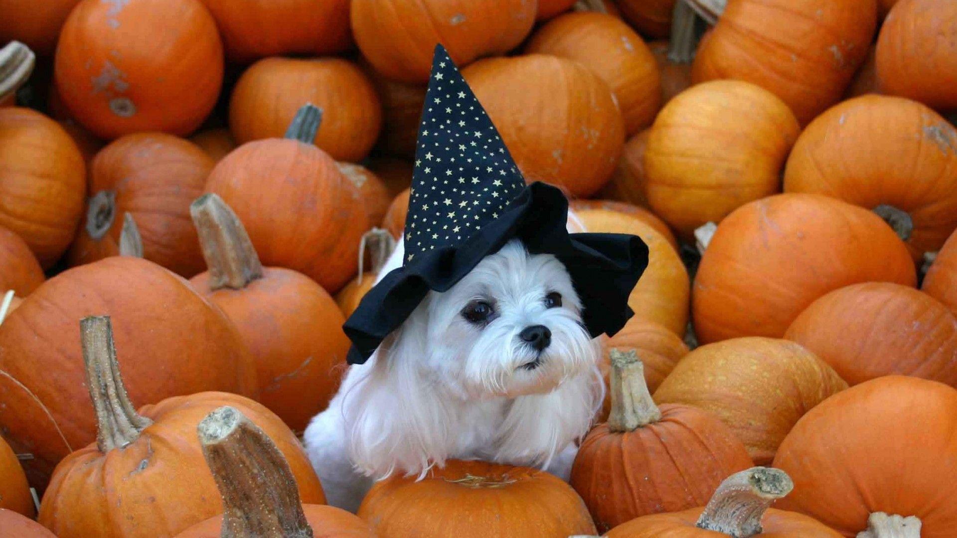 Puppy Halloween Wallpapers