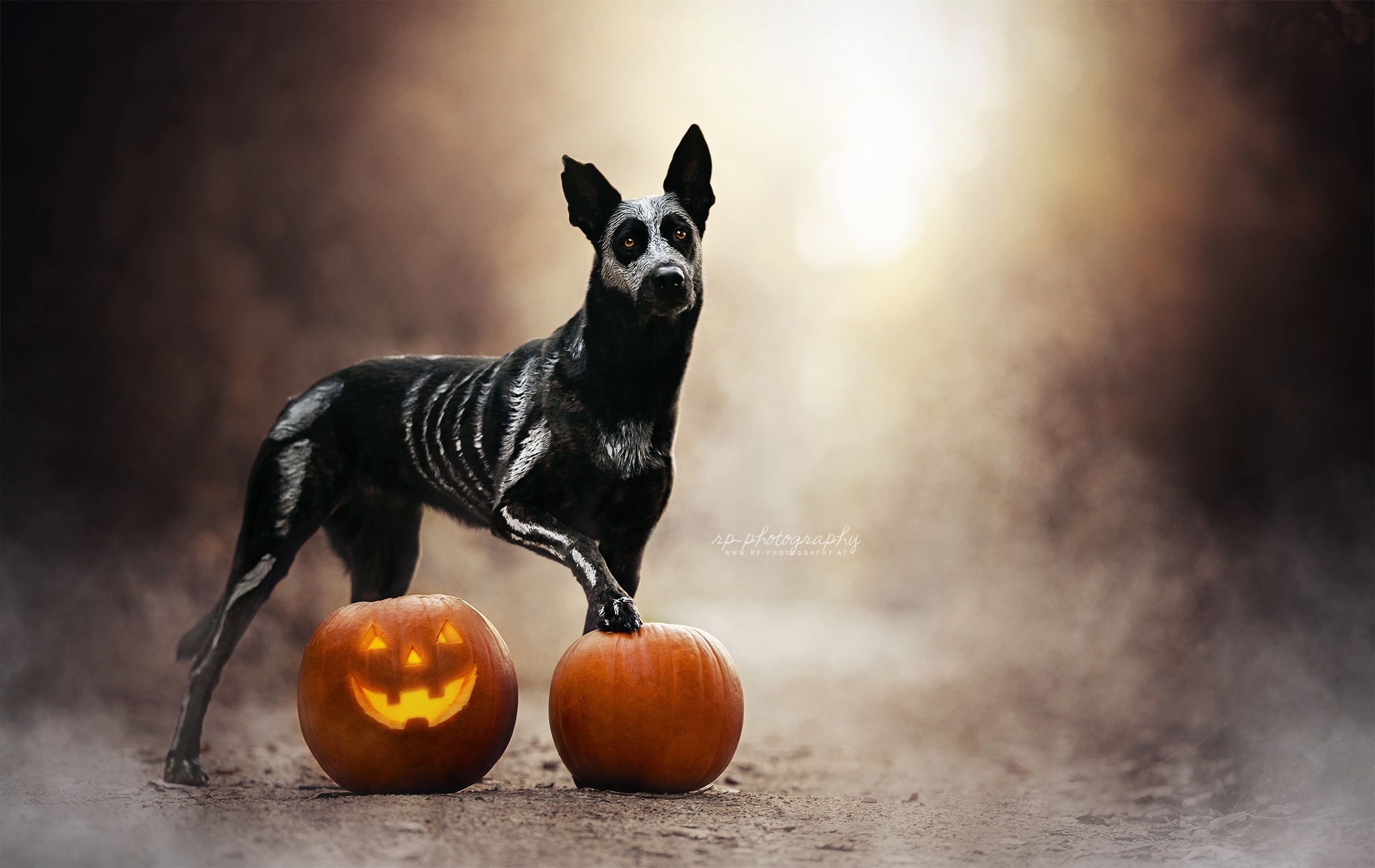 Puppy Halloween Wallpapers