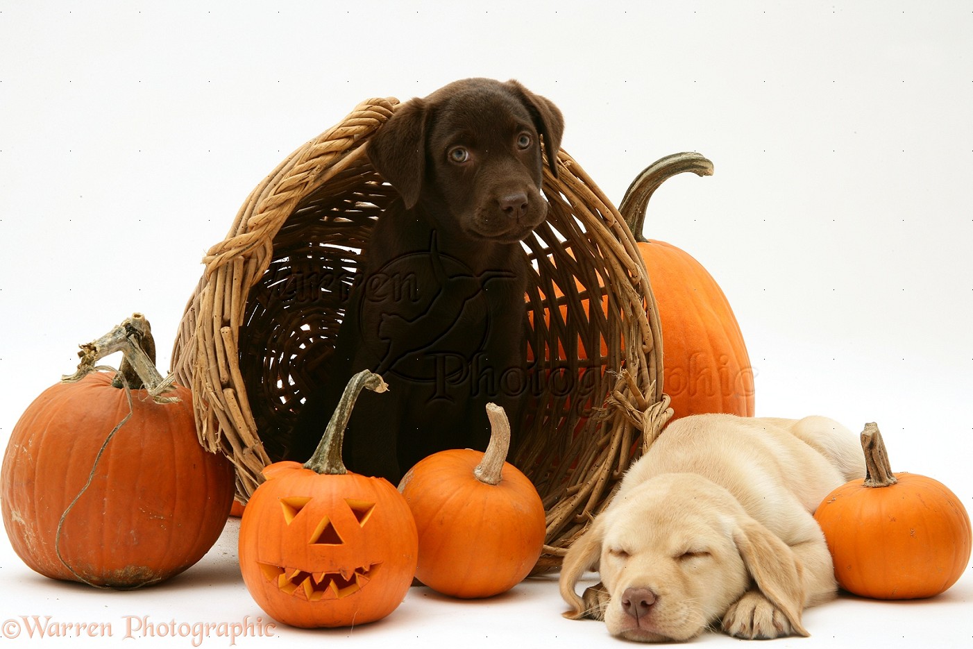 Puppy Halloween Wallpapers