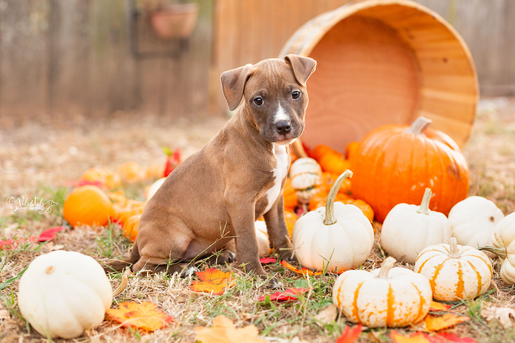 Puppy Halloween Wallpapers