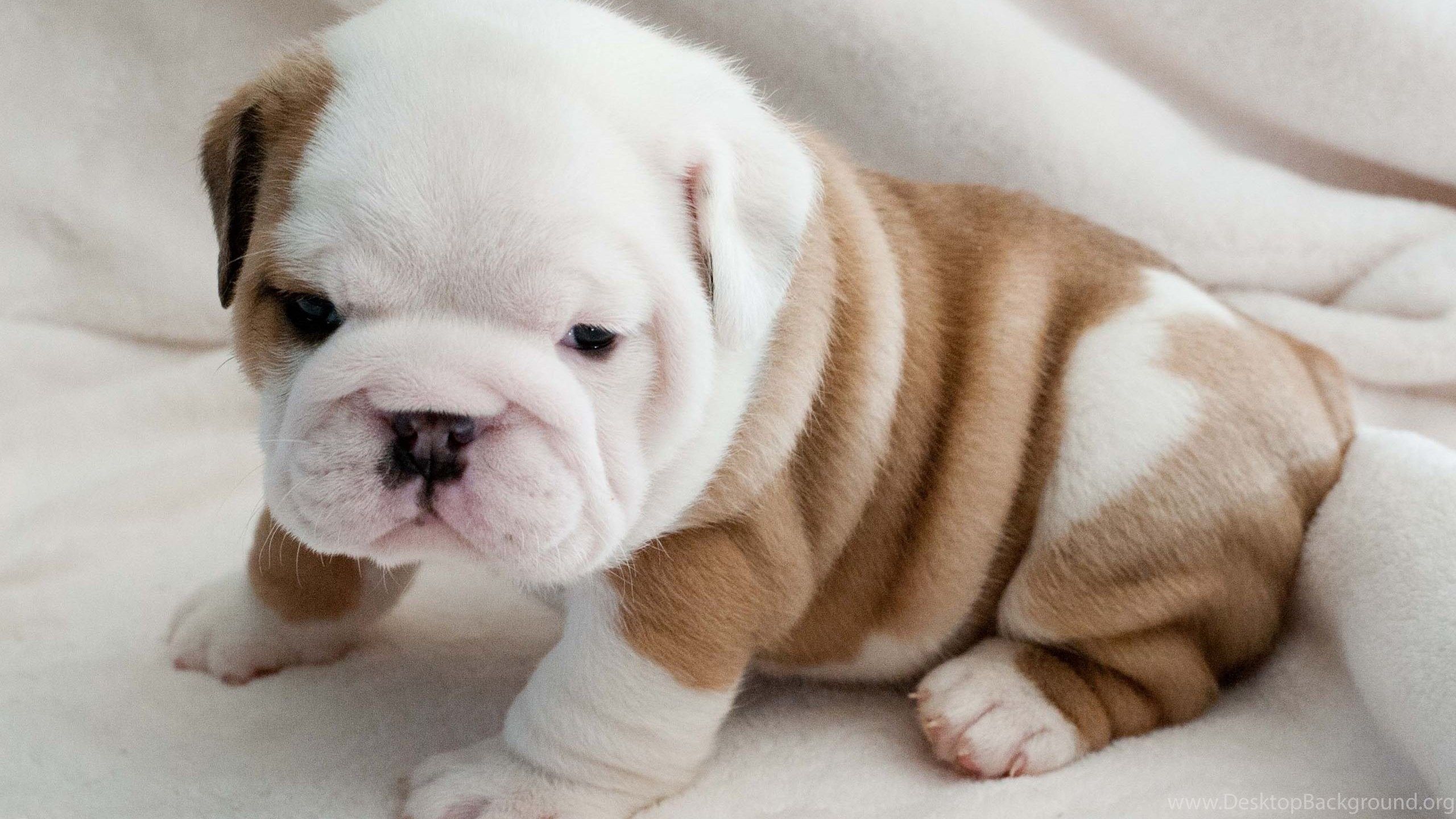 Puppy Wallpapers