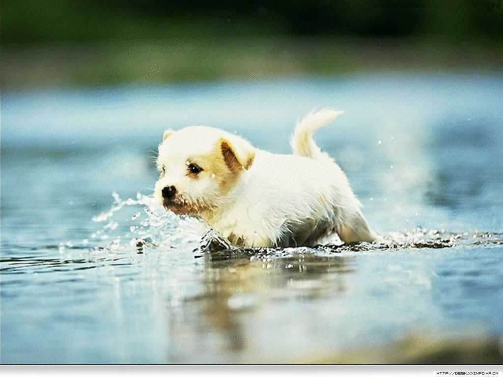 Puppy Wallpapers