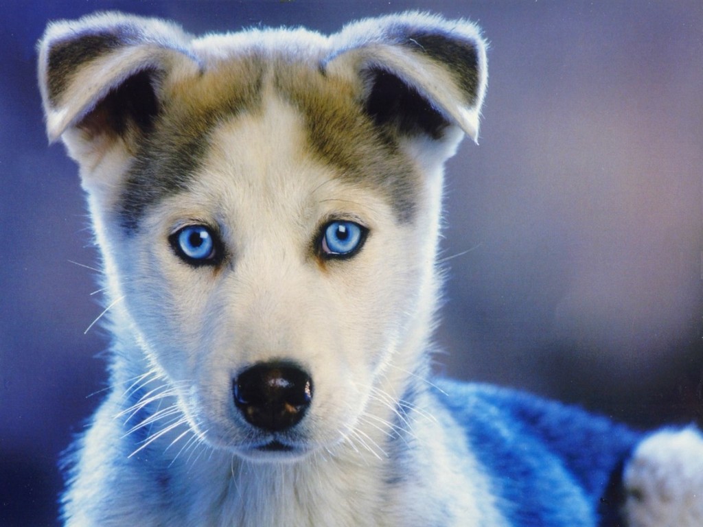 Puppy Wallpapers