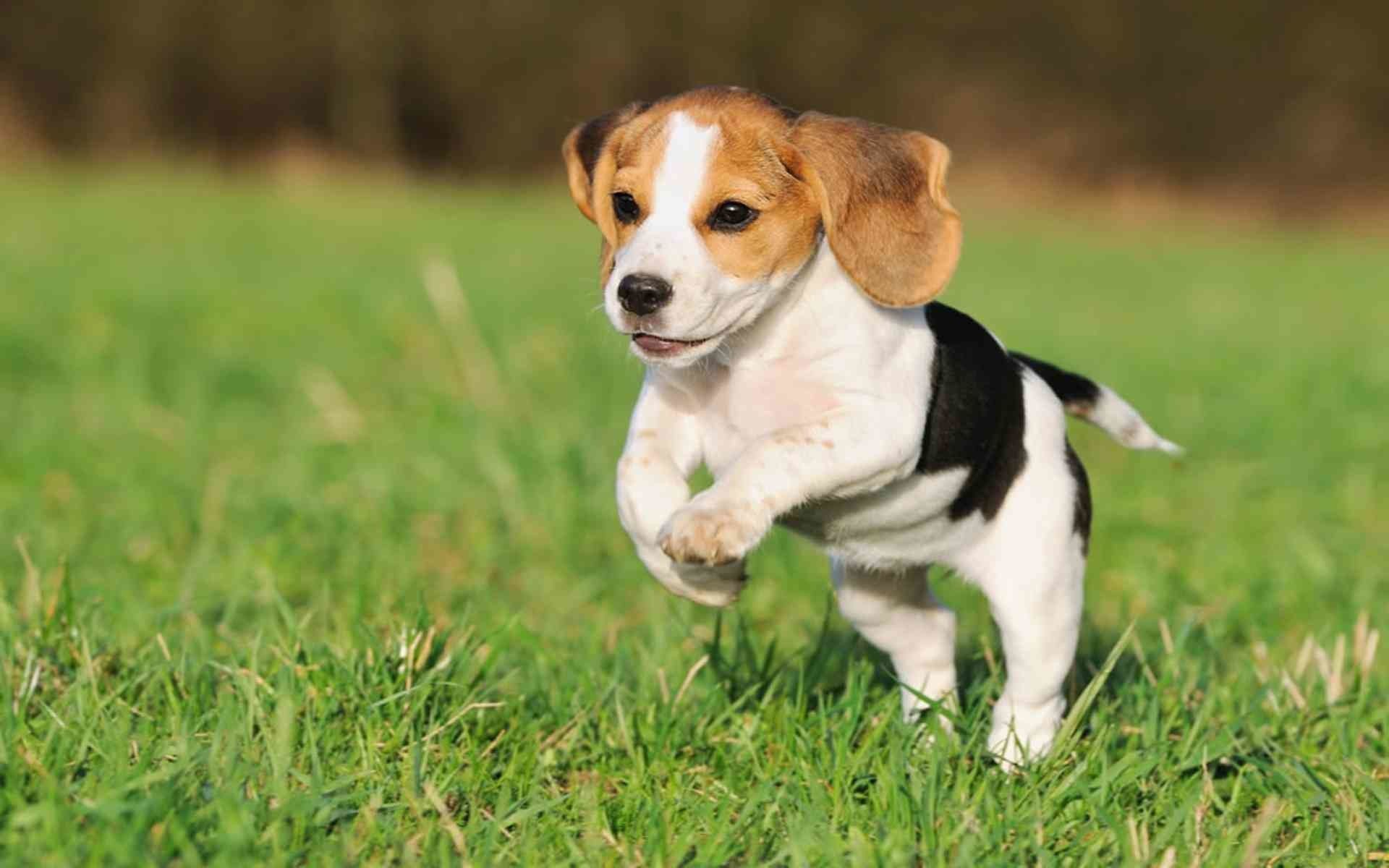 Puppy Wallpapers