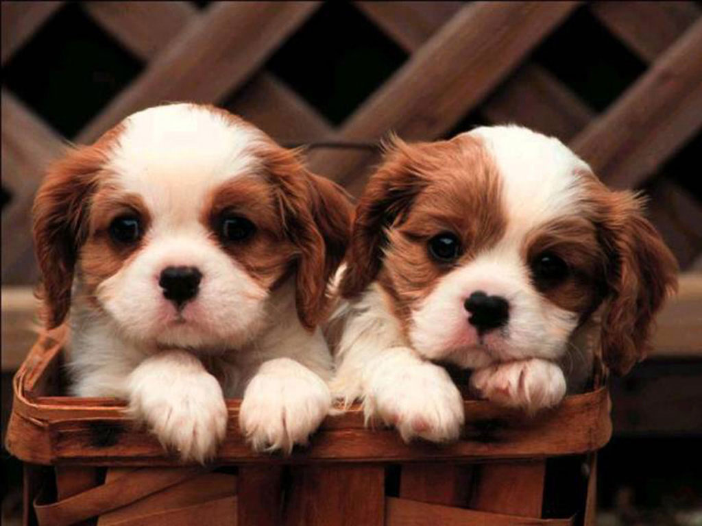 Puppy Wallpapers