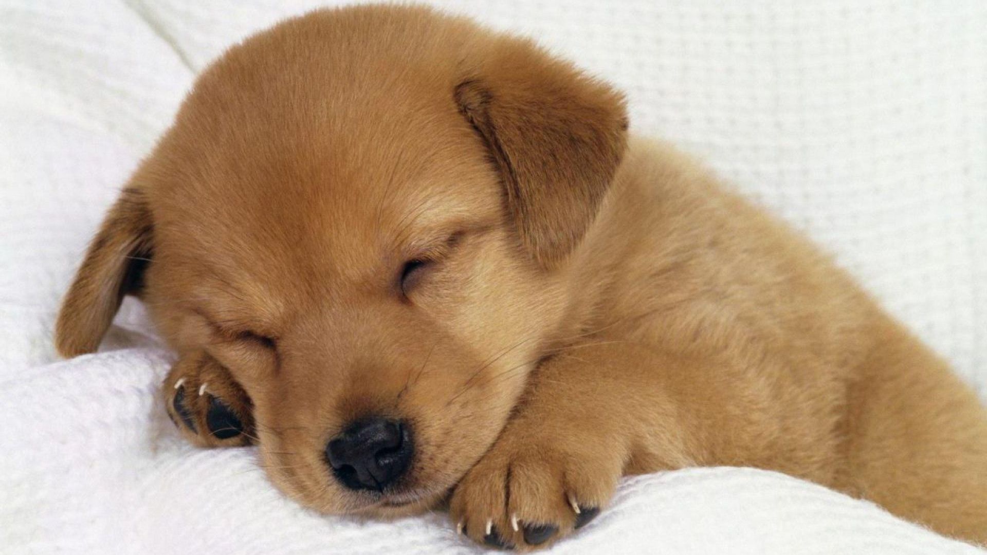 Puppy Wallpapers