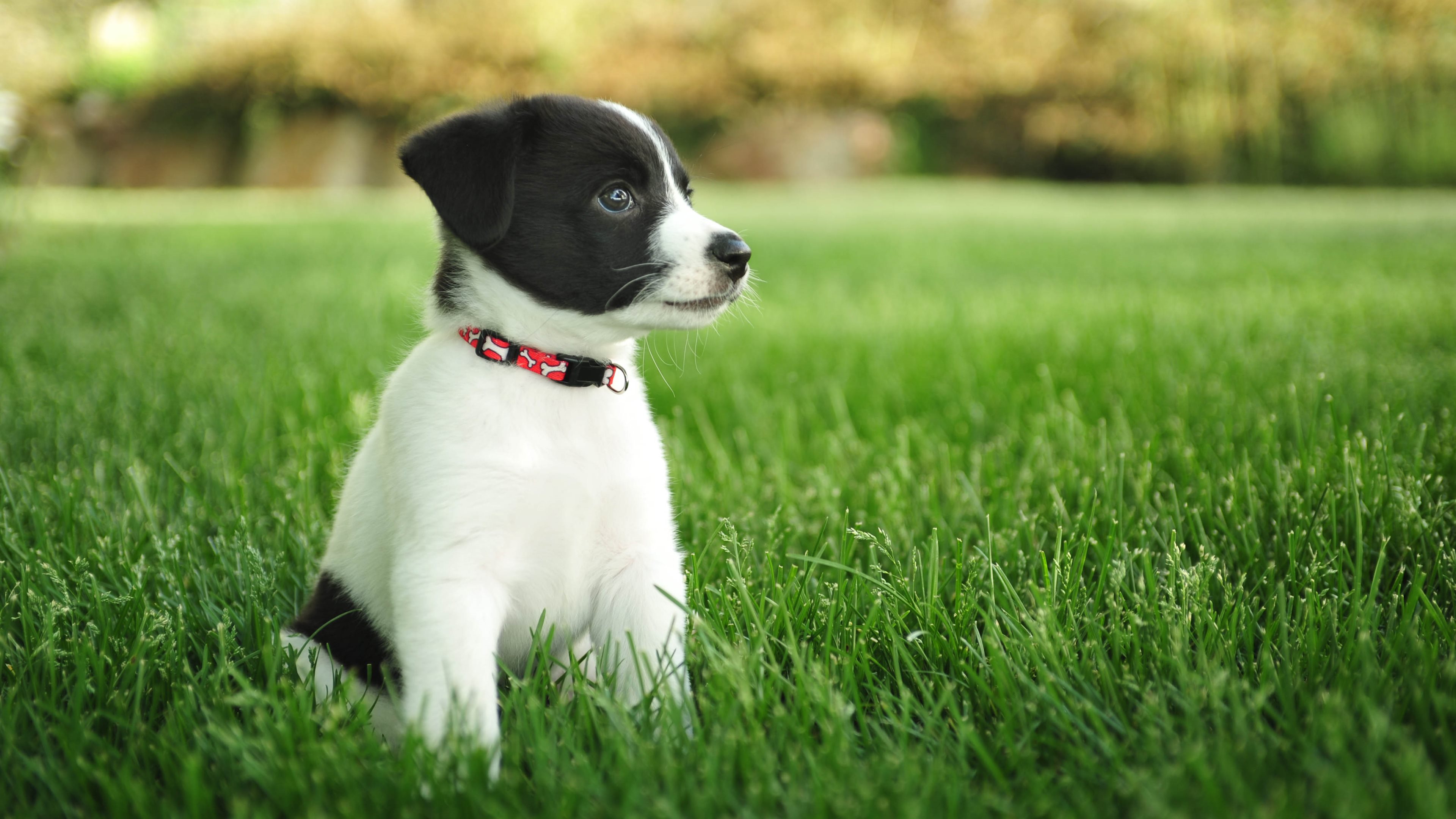 Puppy Wallpapers