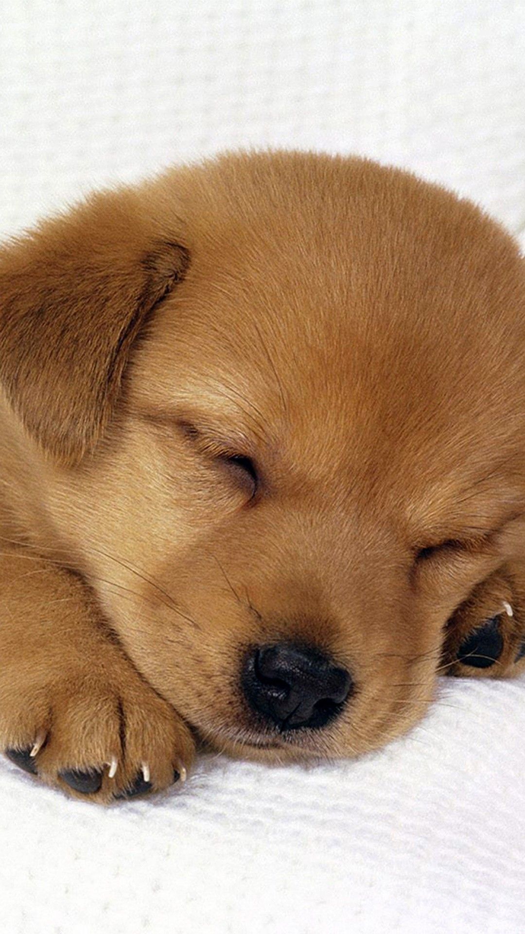 Puppy Wallpapers