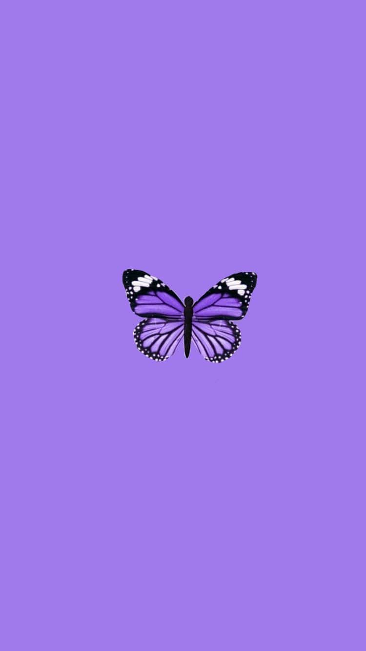 Purple And Blue Butterfly Wallpapers