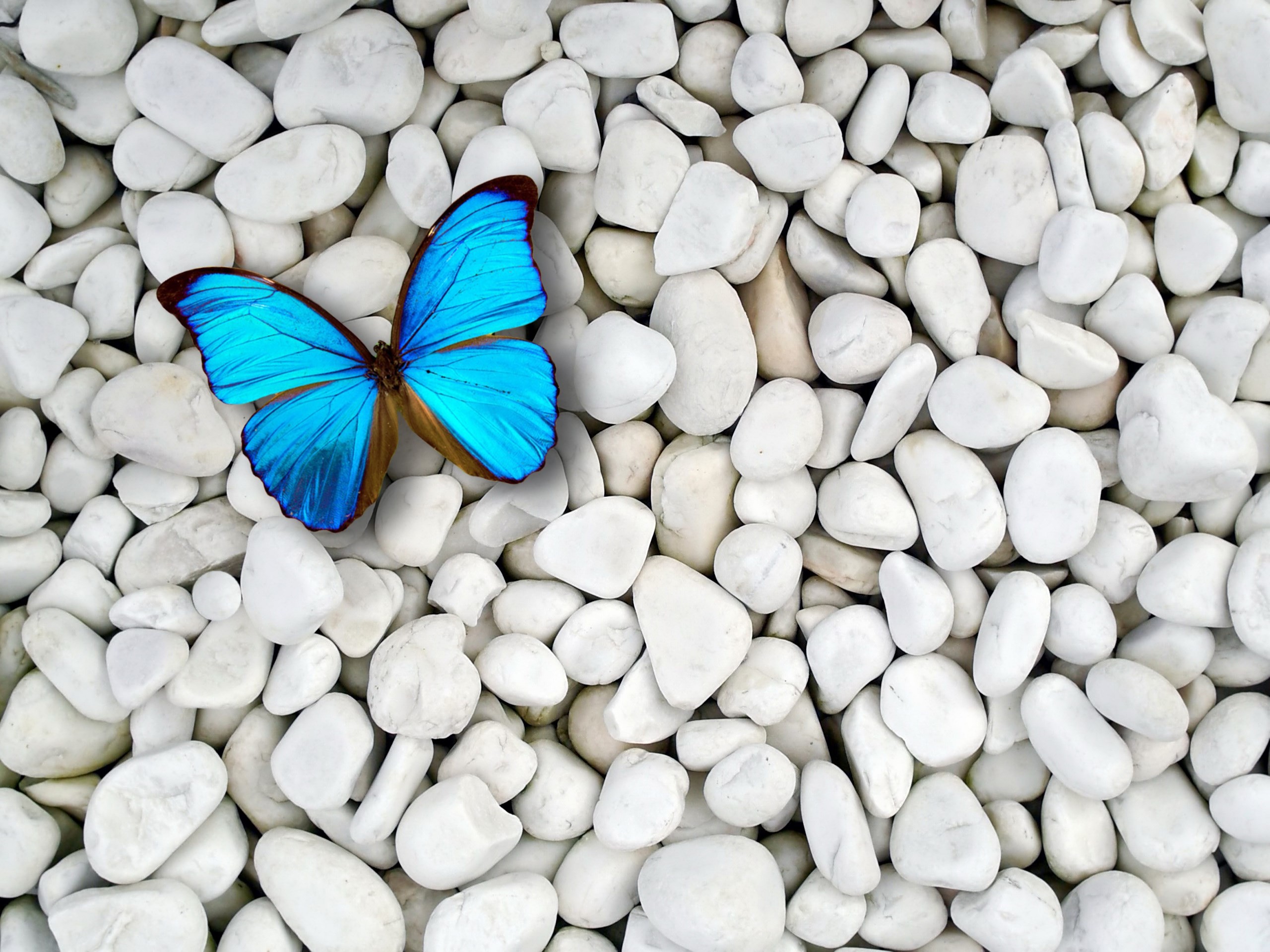 Purple And Blue Butterfly Wallpapers