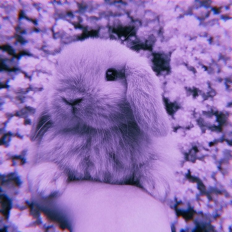 Purple Bunny Wallpapers