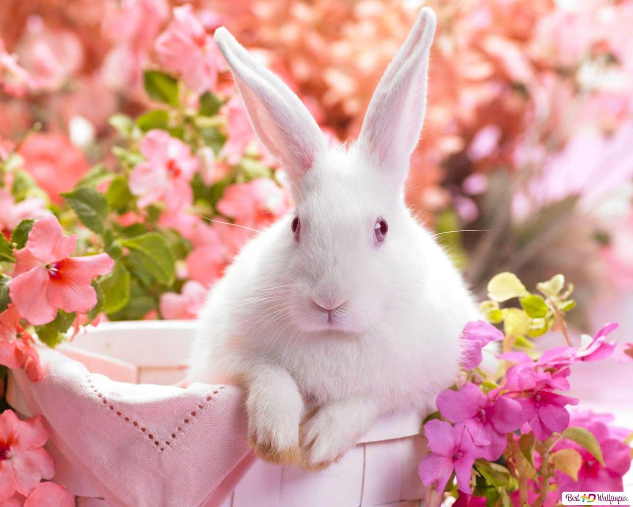 Purple Bunny Wallpapers