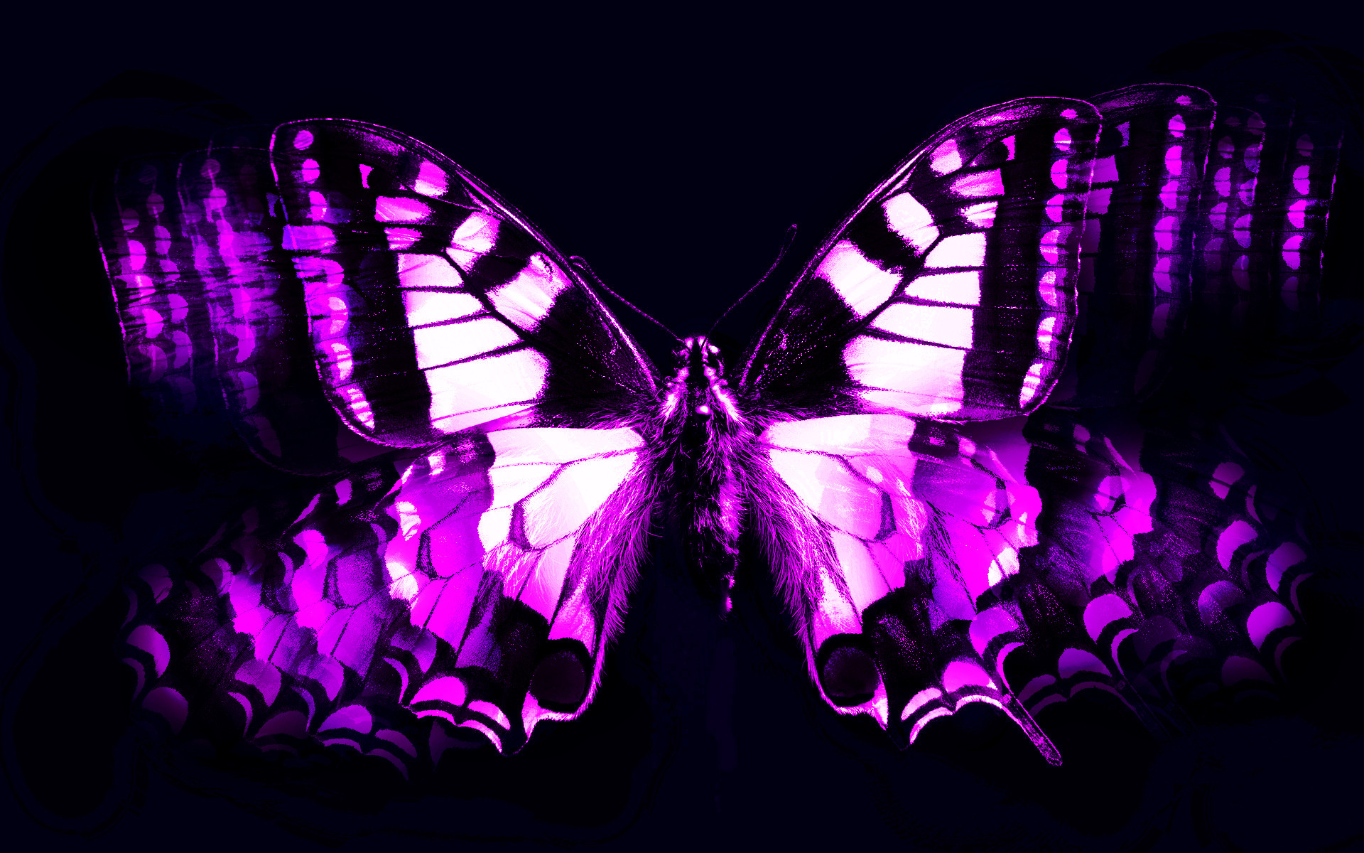 Purple Butterfly Mobile Wallpapers