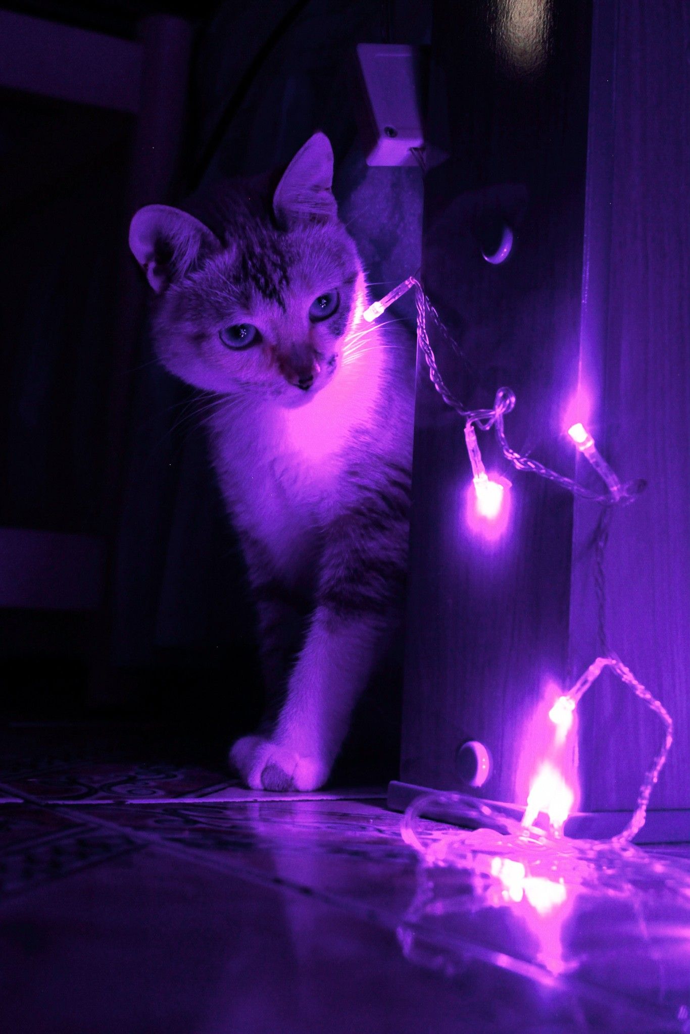 Purple Cat Aesthetic Wallpapers