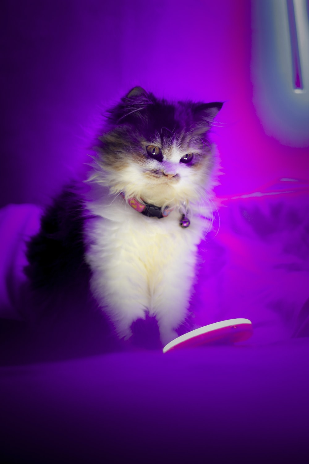 Purple Cat Aesthetic Wallpapers