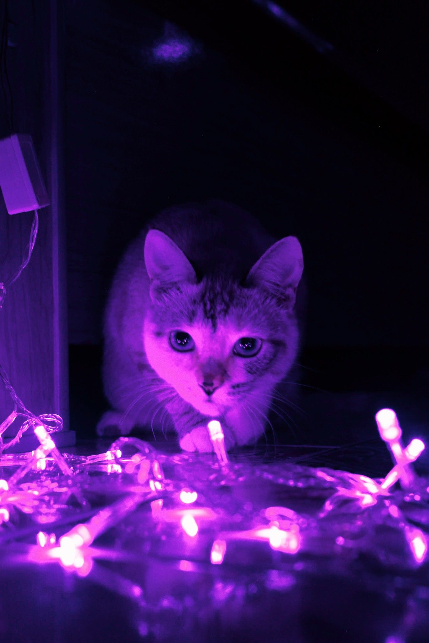 Purple Cat Aesthetic Wallpapers