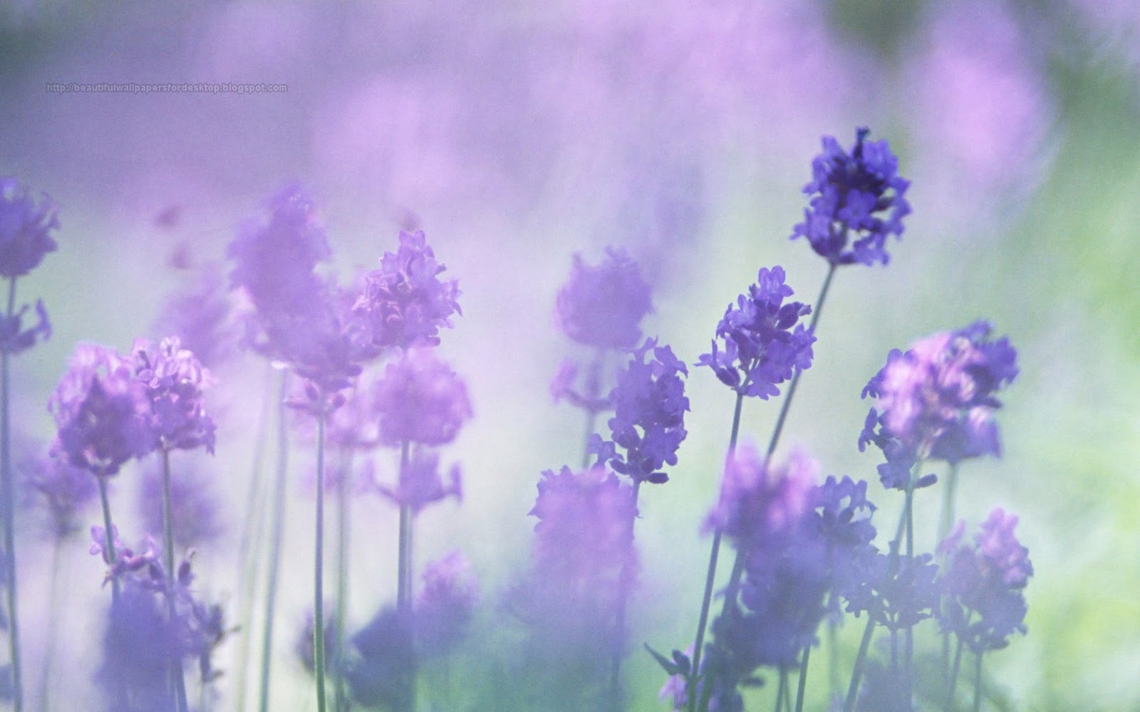 Purple Flower Desktop Wallpapers