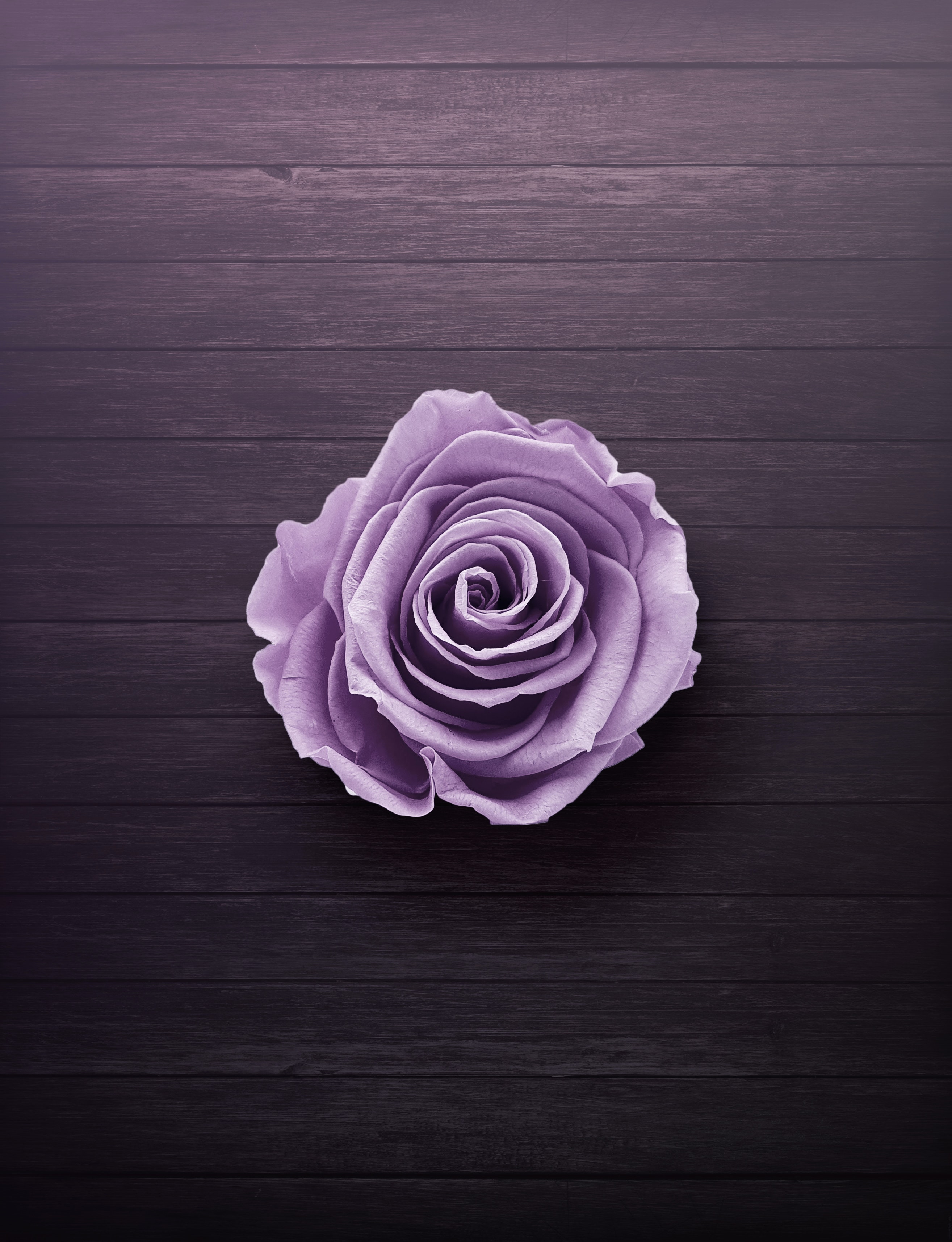 Purple Flower Desktop Wallpapers