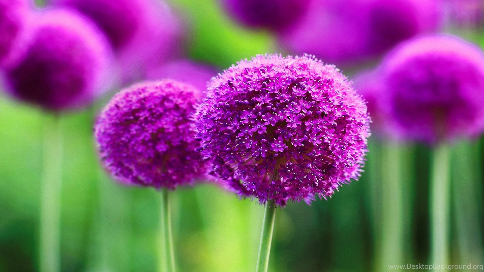 Purple Flower Desktop Wallpapers