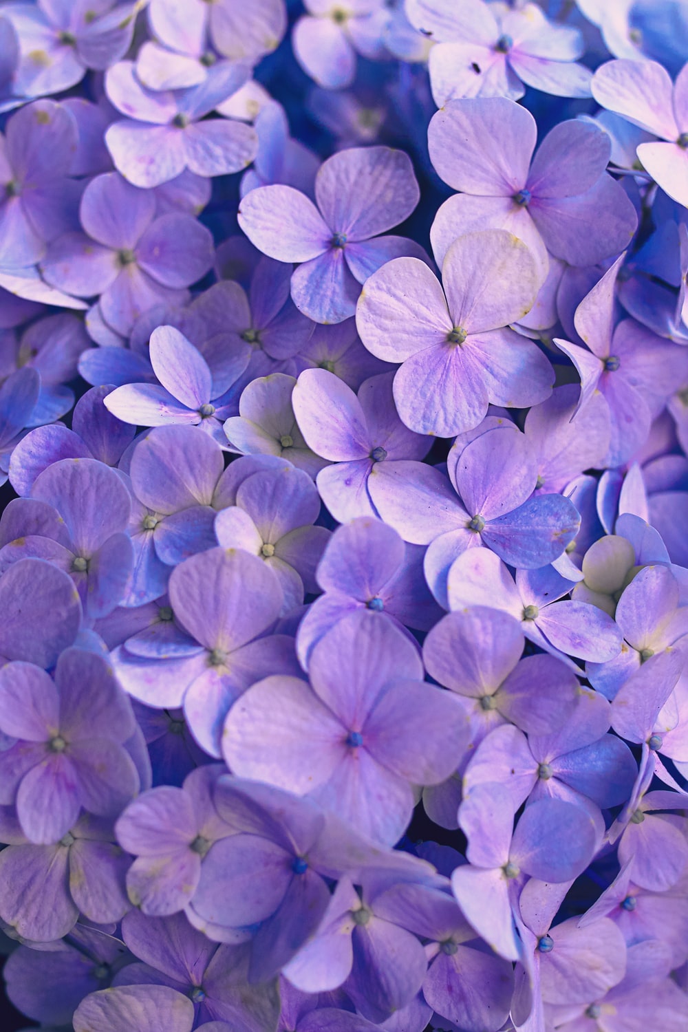 Purple Flower Wallpapers