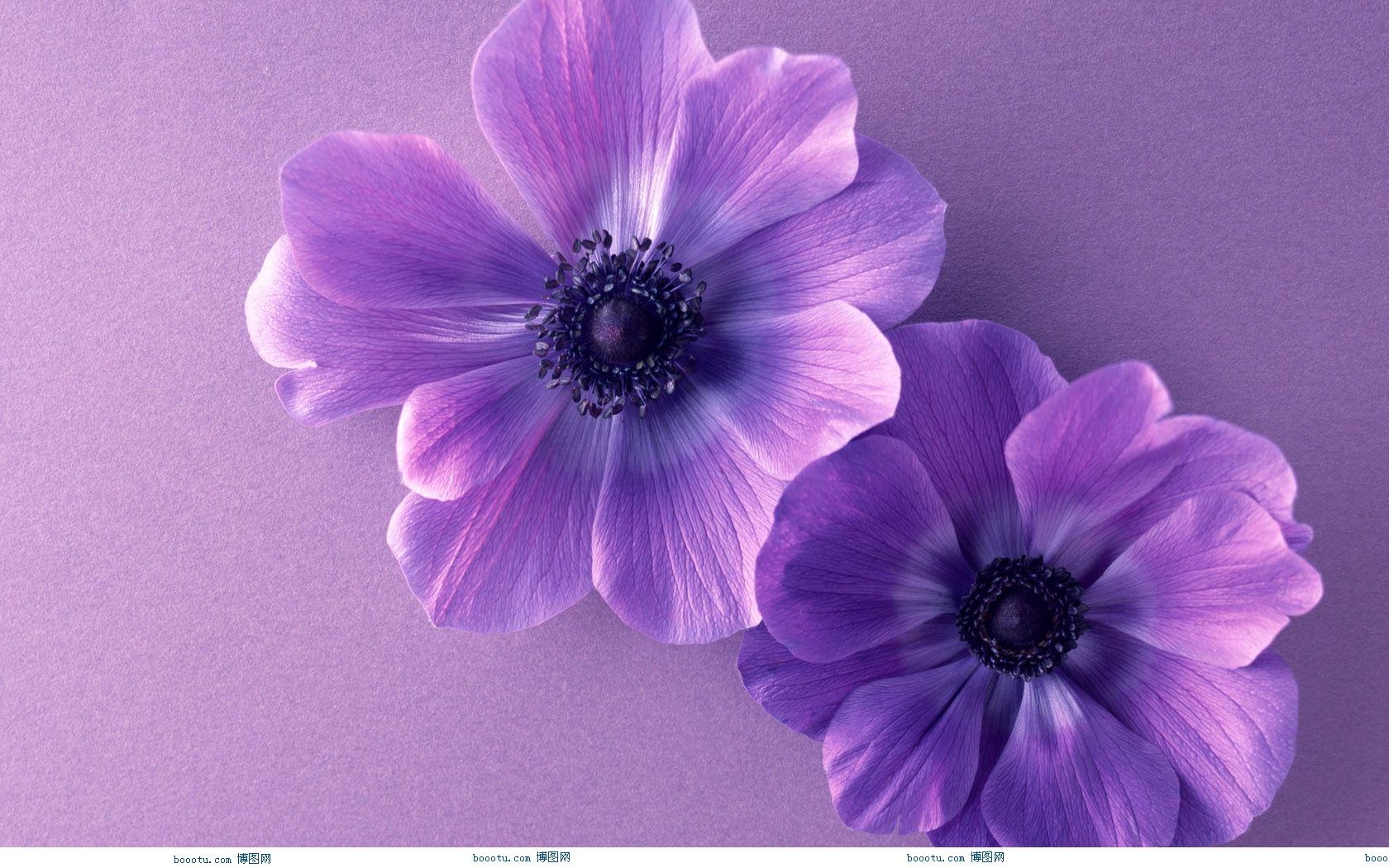 Purple Flower Wallpapers