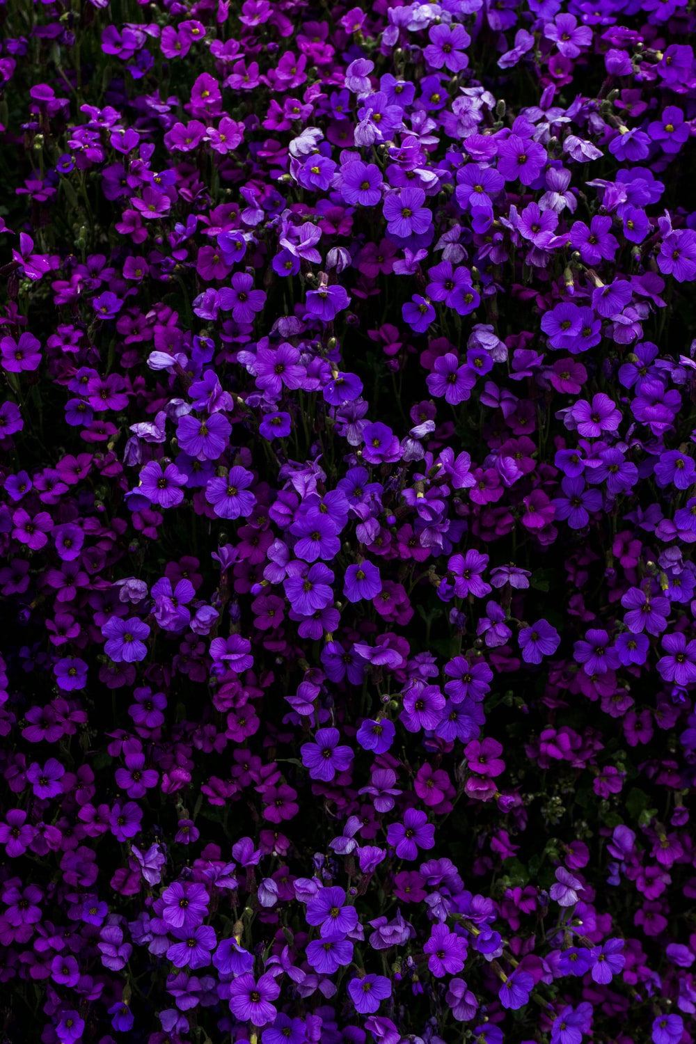 Purple Flower Wallpapers