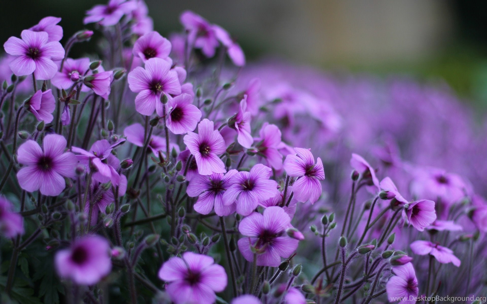 Purple Flower Wallpapers