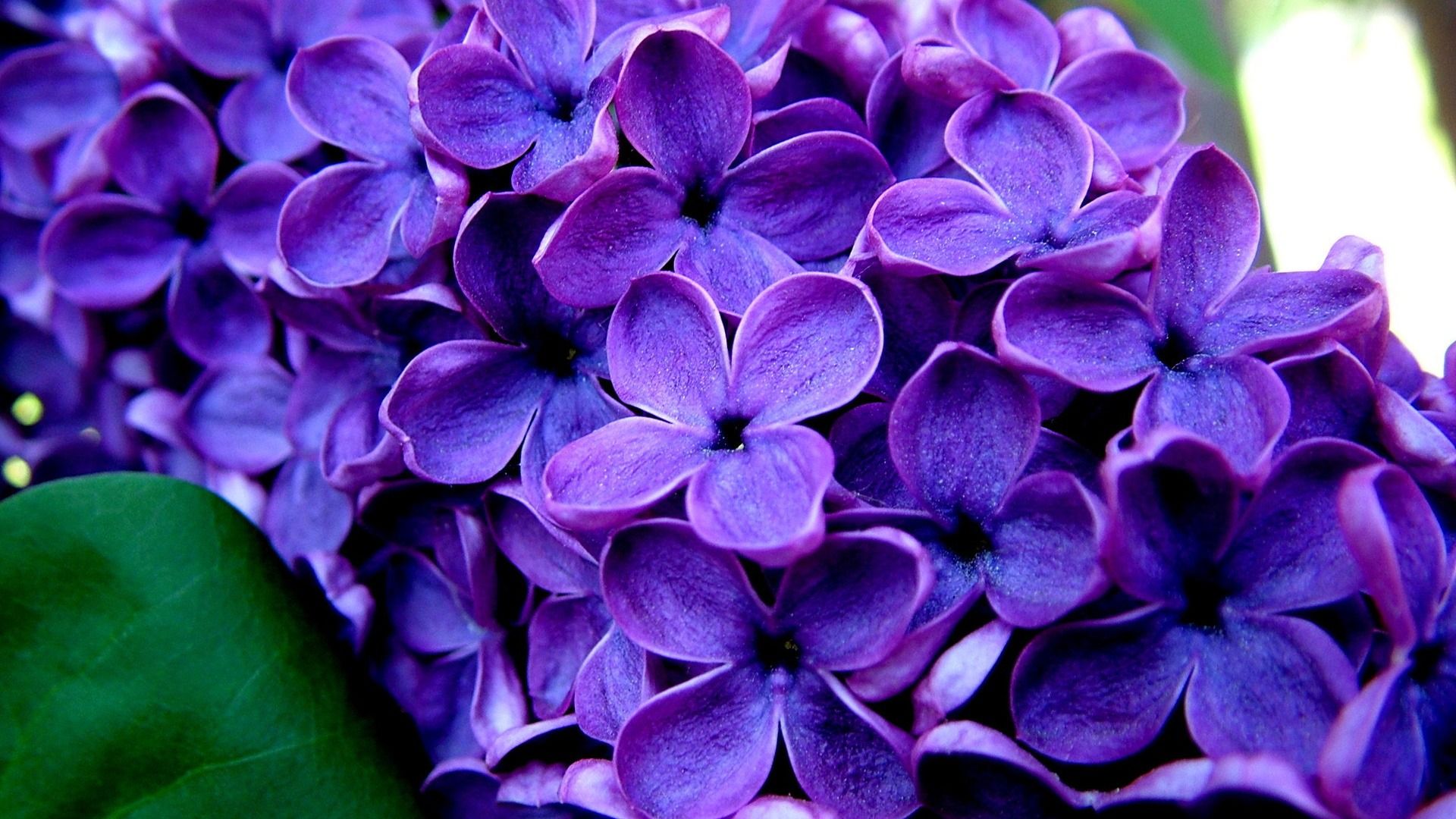 Purple Flower Wallpapers