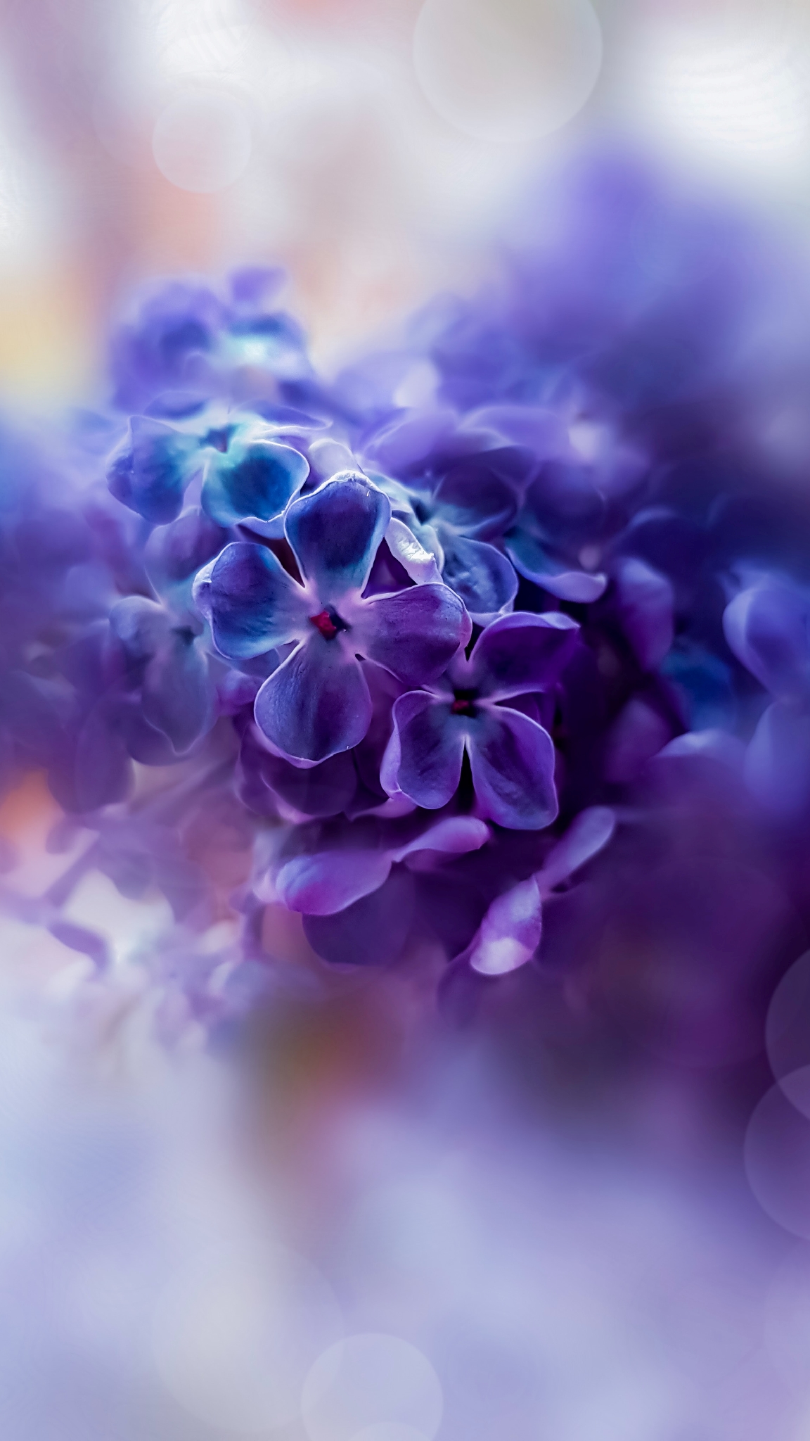 Purple Flower Wallpapers