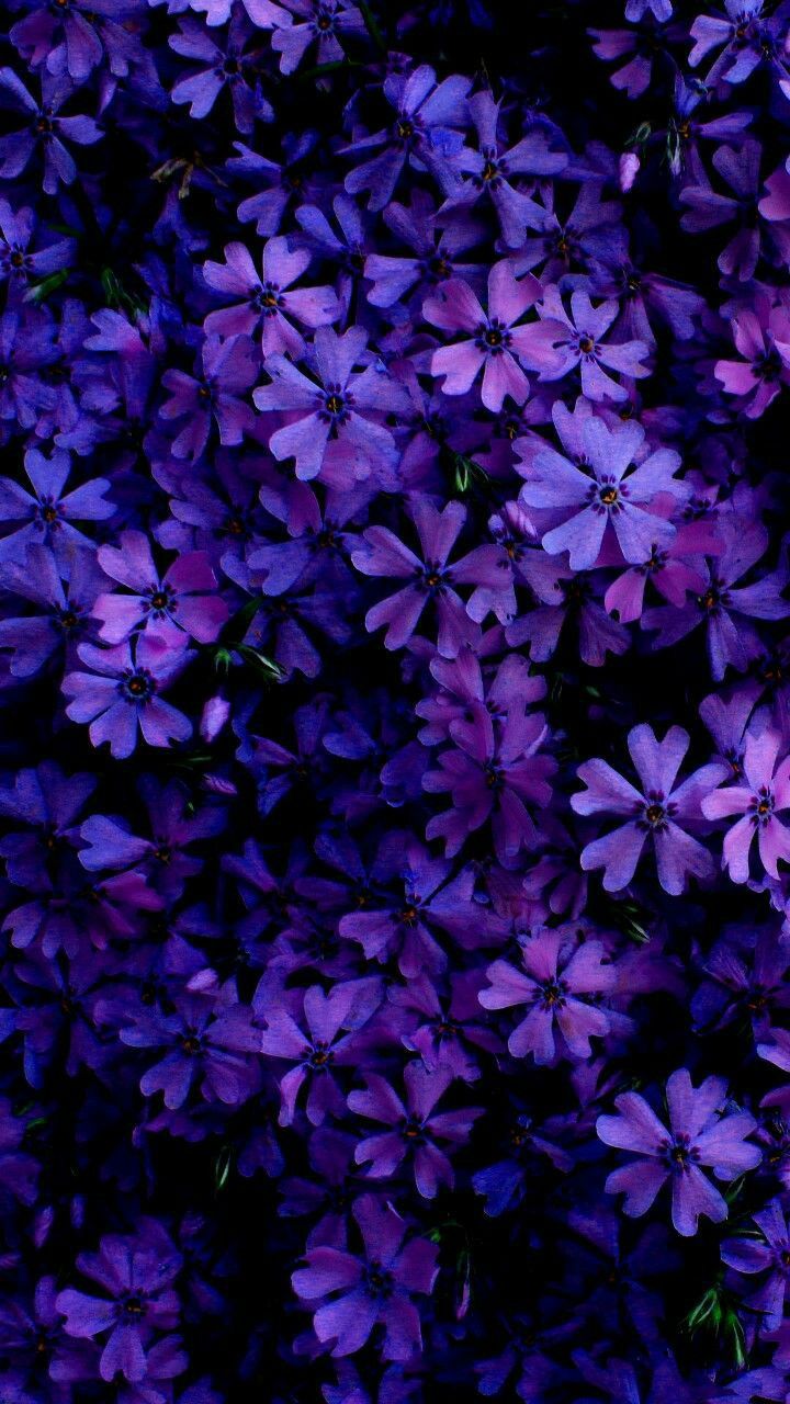 Purple Flowers Aesthetic Wallpapers