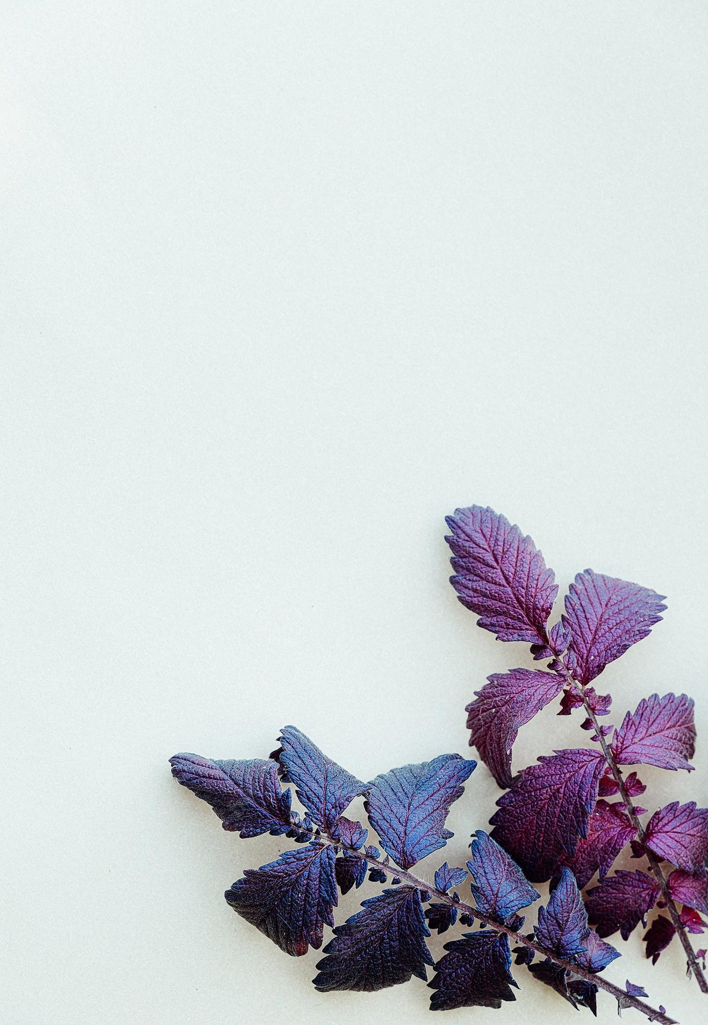 Purple Flowers Aesthetic Wallpapers